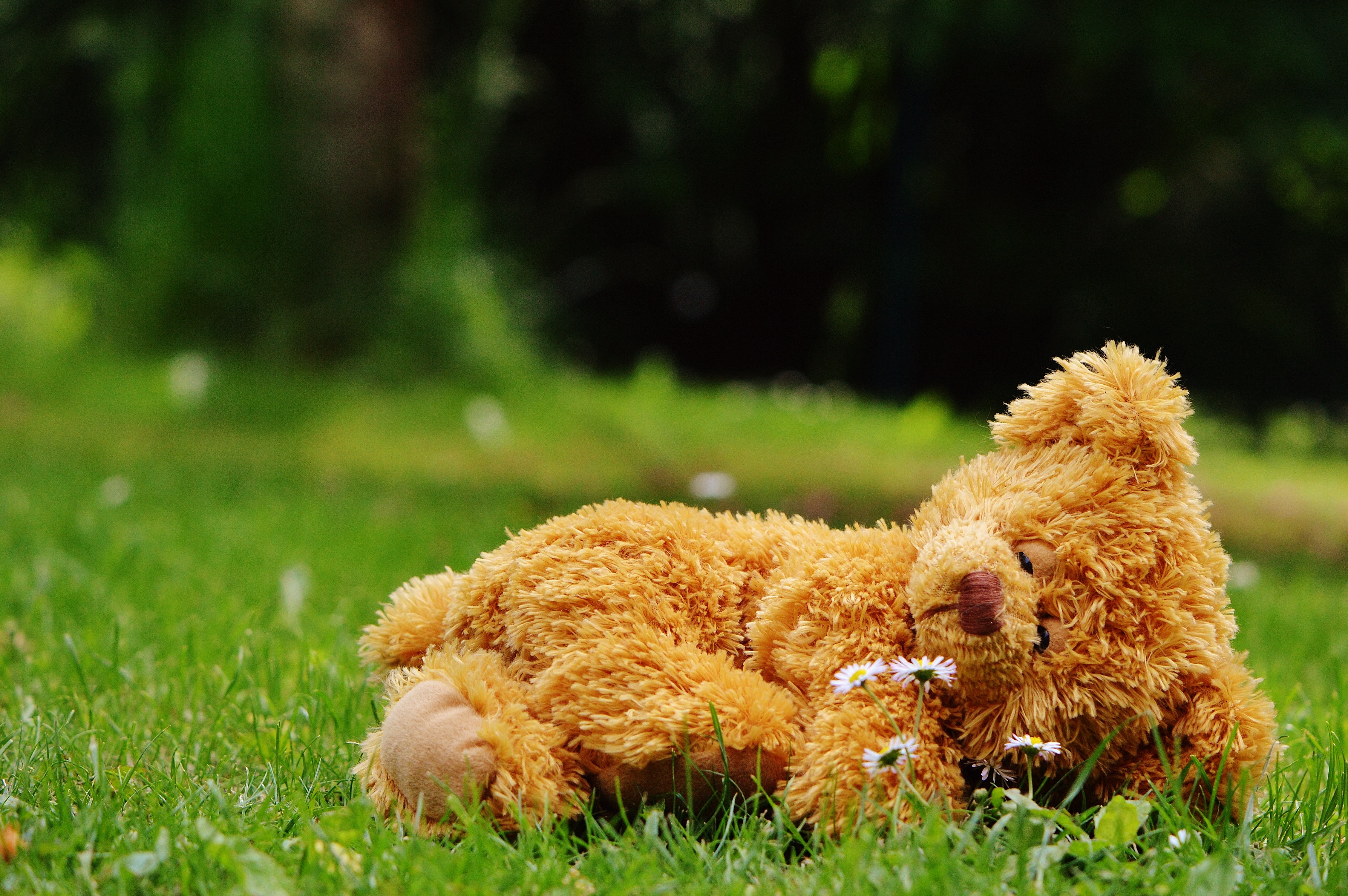 green color, daytime, outdoors, sleep, plant, no people, toys, toy, mammal, teddy, stuffed toy, domestic, purry, brown, sweet, grass, bears, children, cute, HD Wallpaper