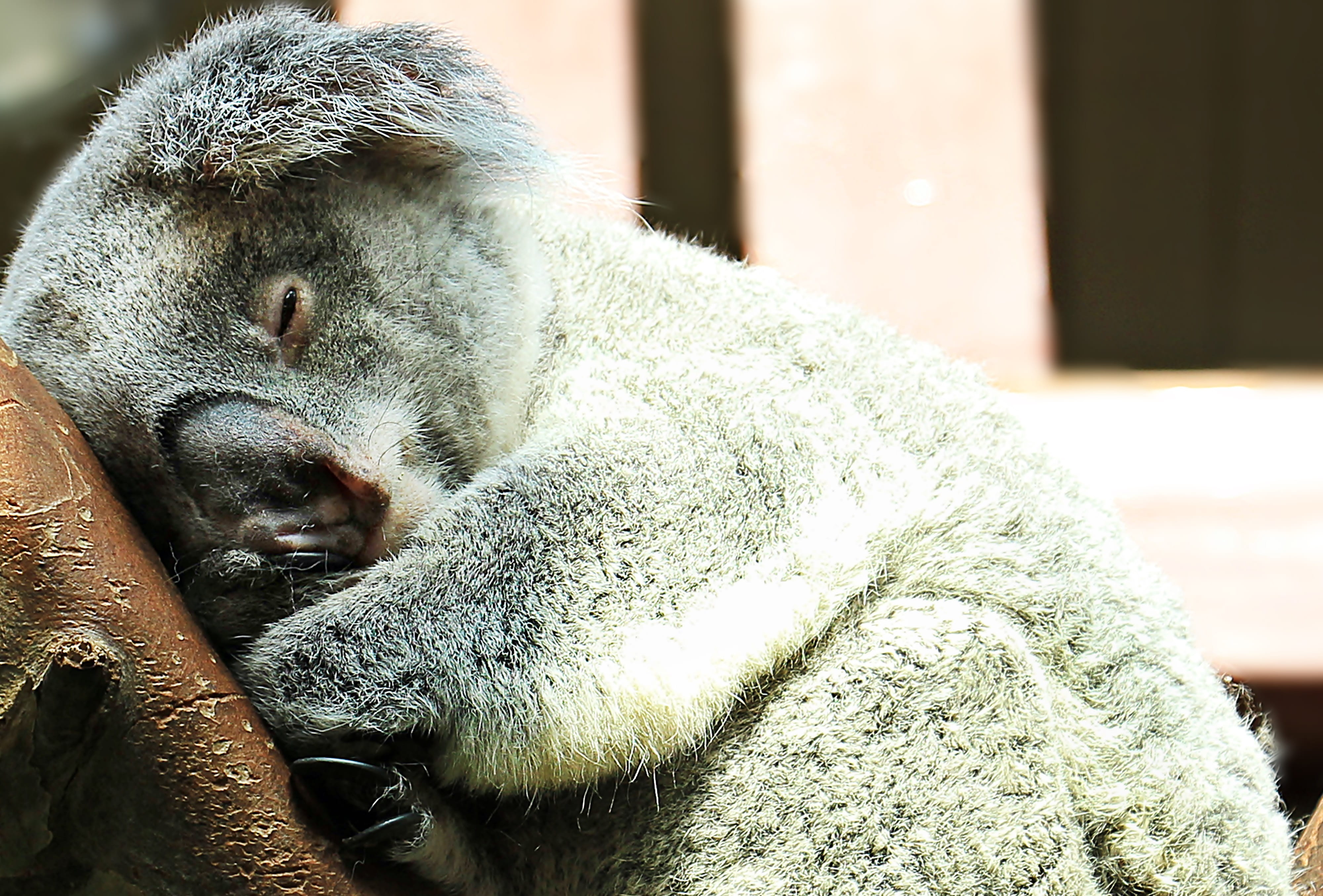 animal, sweet, animals in captivity, rest, zoo, focus on foreground, tired, tree climbers, branch, koala, domestic, animal head, wildlife photography, eyes closed, HD Wallpaper