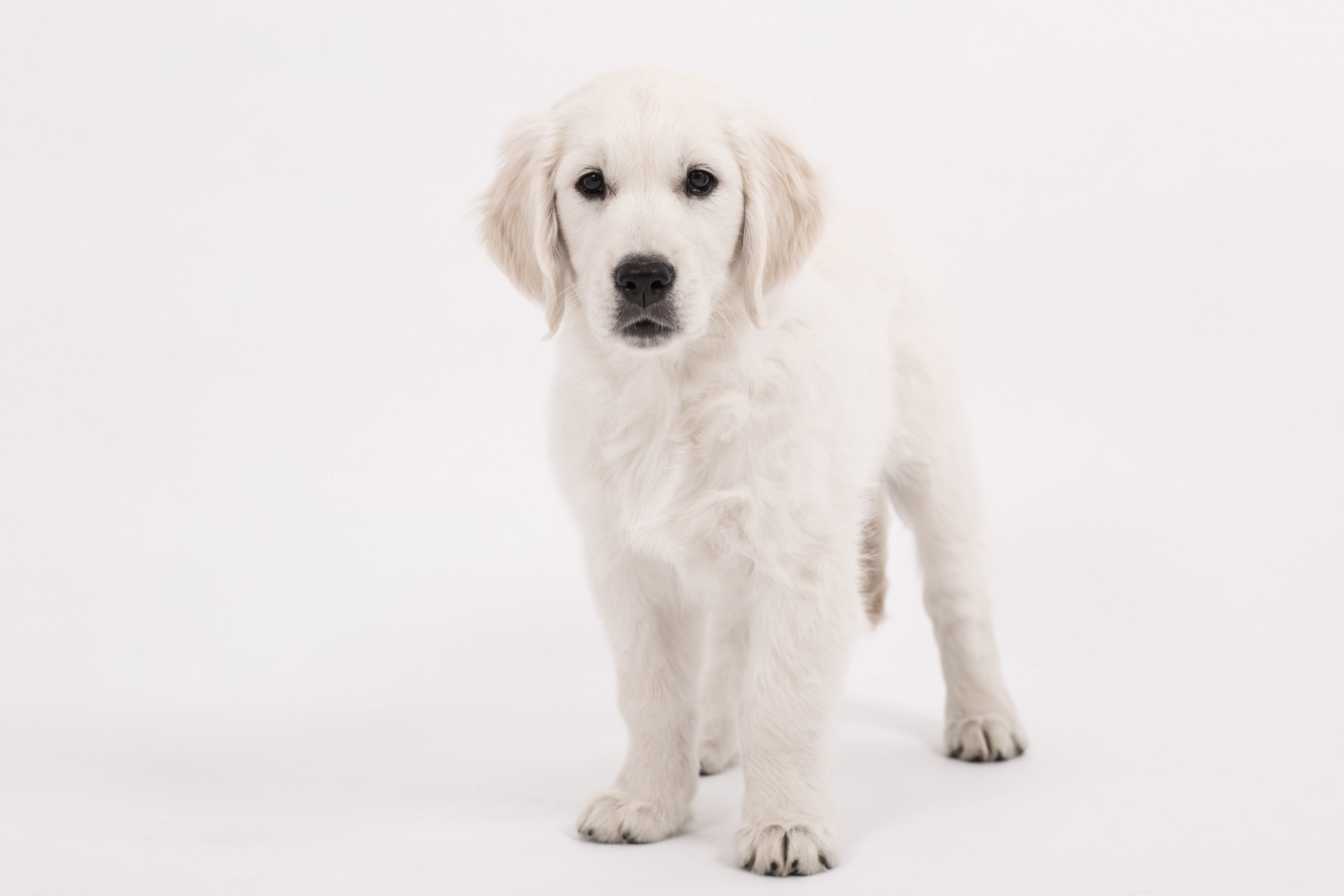 dog look, puppy, canine, animal themes, curious, fur, mammal, cute, 5K, dear, looking at camera, pet, young animal, dog, hair, bright coat, creature, small dog, HD Wallpaper
