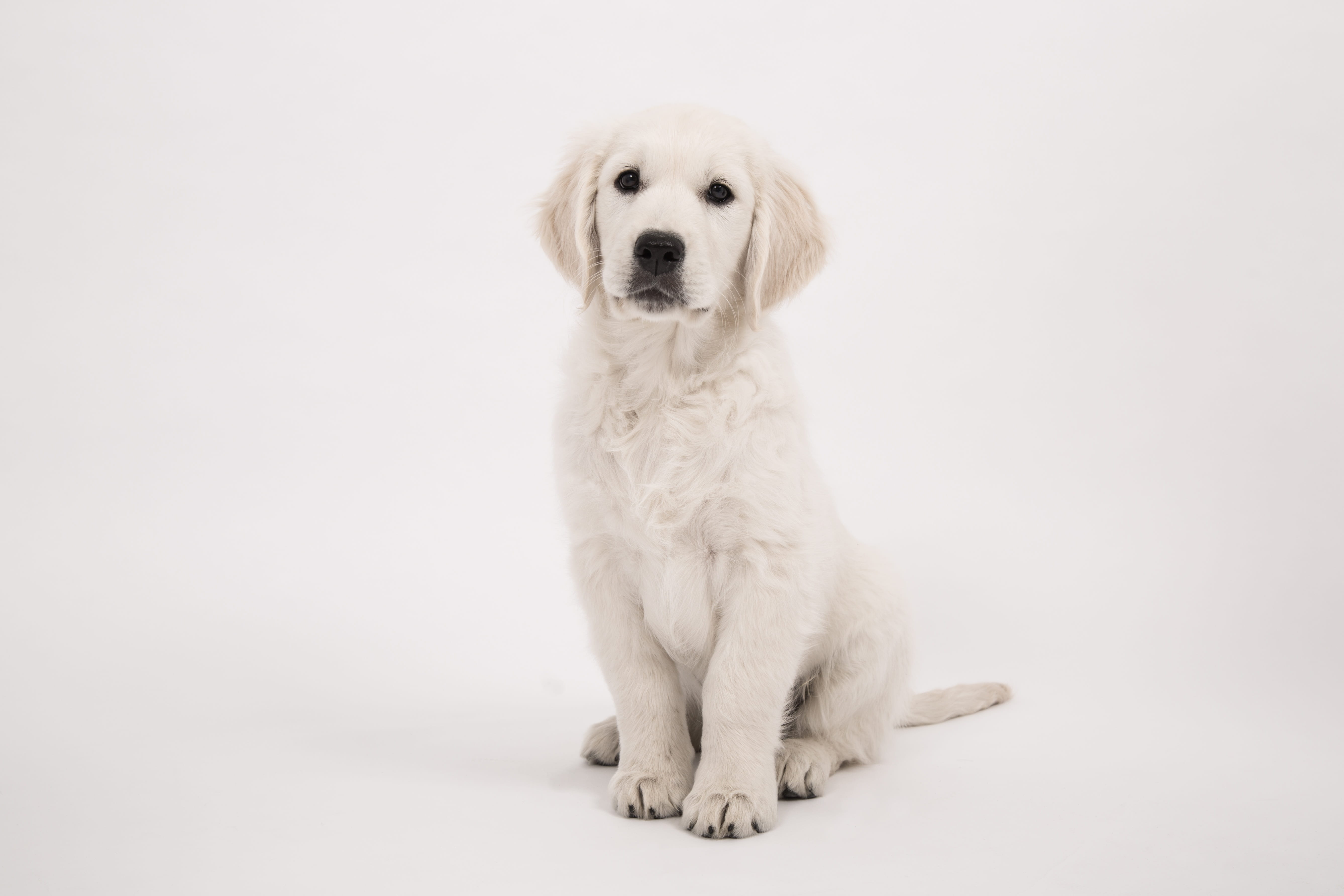 cream, creature, indoors, english cream, sitting dog, full length, dear, purebred dog, sitting, wildlife photography, pets, animal themes, pretty, baby, HD Wallpaper