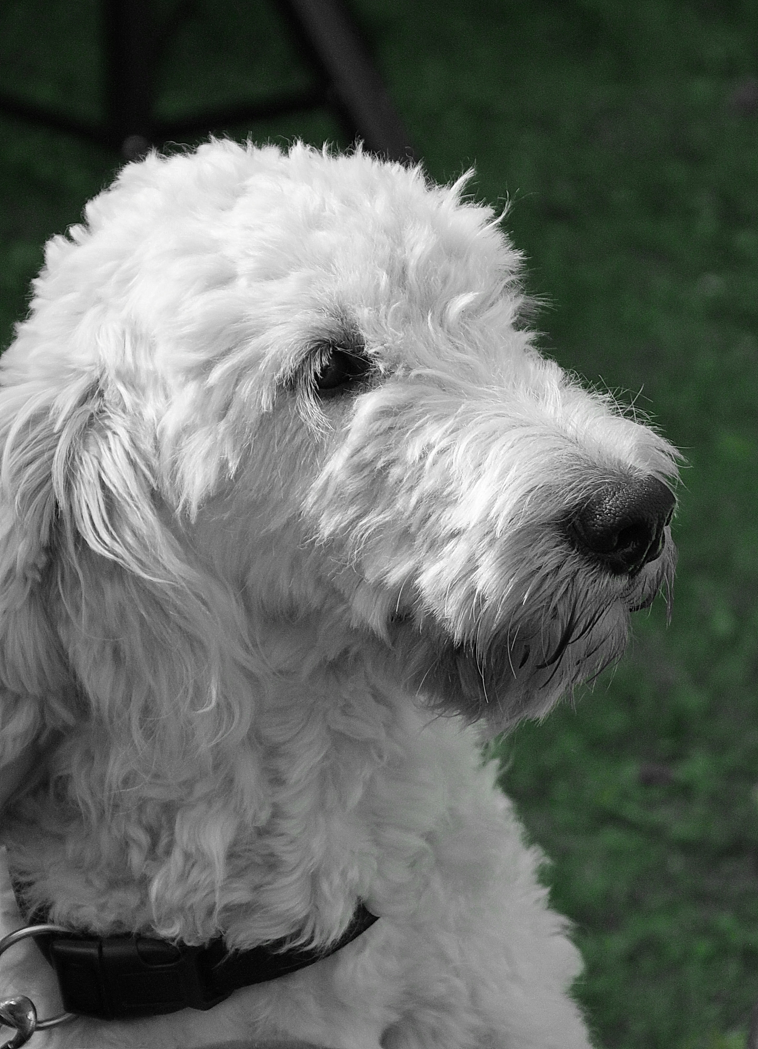 cute, white, fur, dog, animal mouth, close, day, focus on foreground, animal, hair, animal nose, animal head, 4K, domestic, pet, animal themes, white black, Phone HD Wallpaper