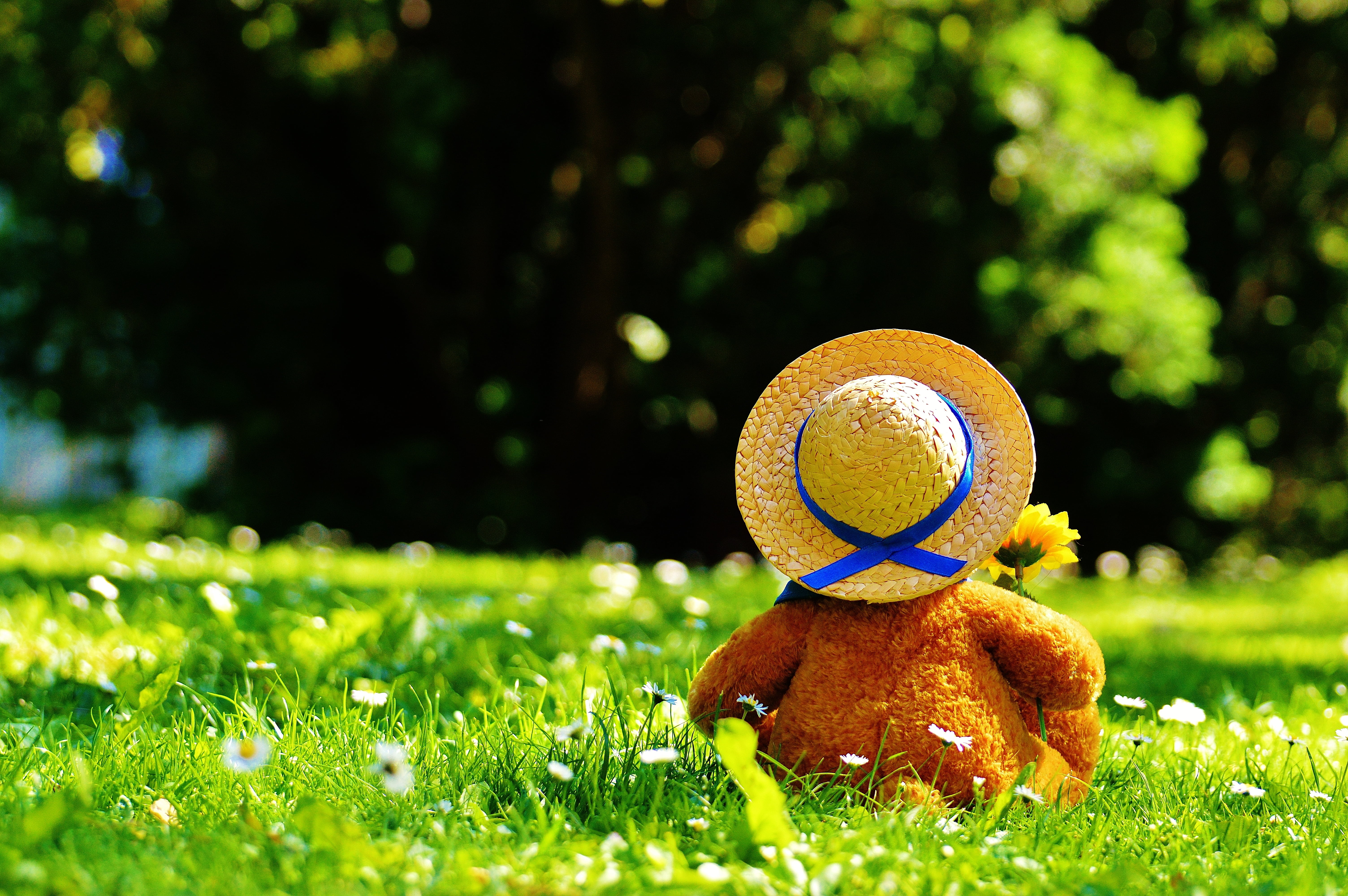 play, springtime, green Color, brown, toy, plant, front or back yard, sunlight, fun, plush, sweet, field, clothing, outdoors, children, bears, nature, soft toy, HD Wallpaper