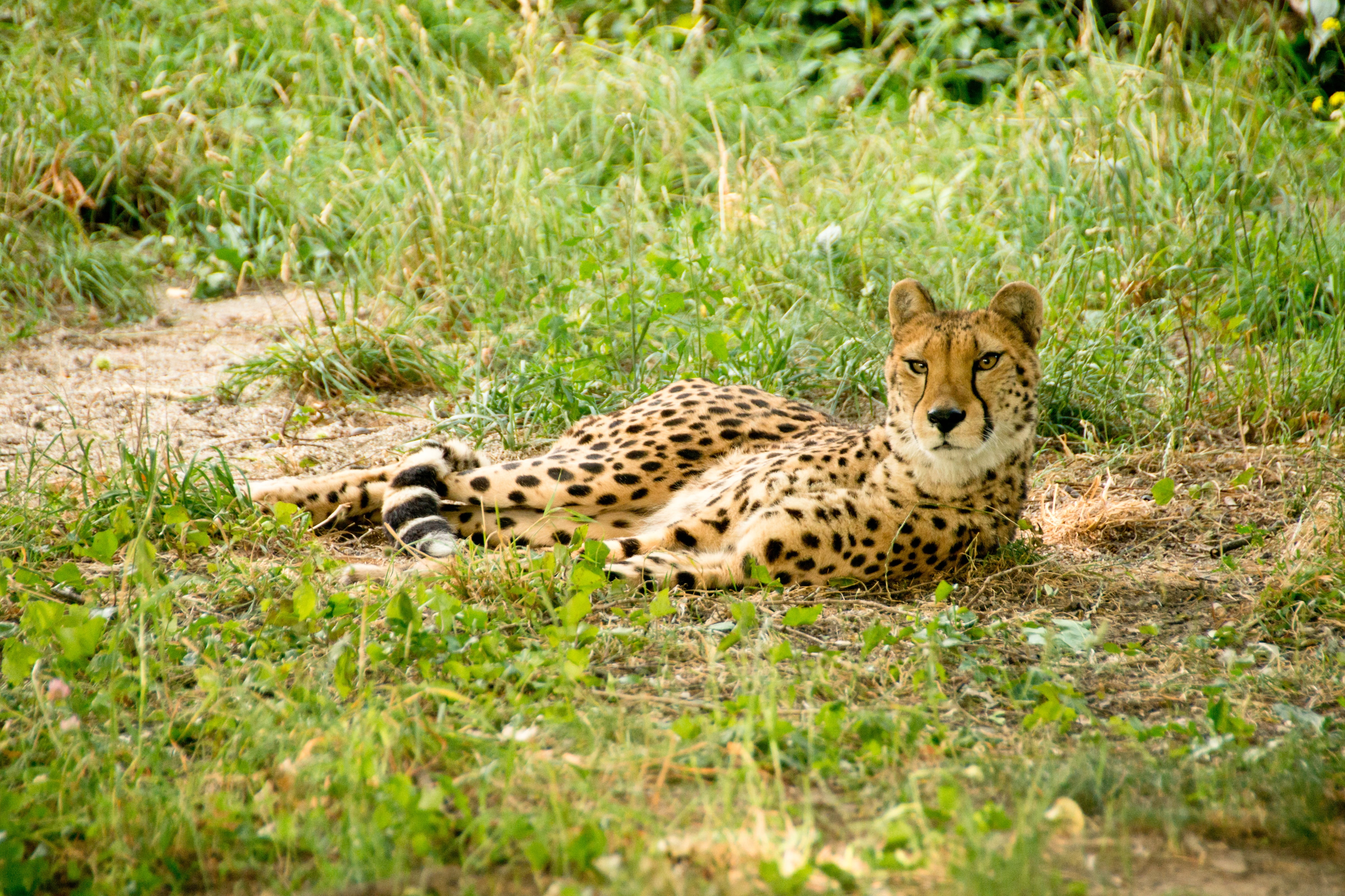 mammal, south, animals, africa, head, view, relaxation, grass, spotted, wild, animal themes, plant, animal world, fur, forest, carnivores, concerns, points, HD Wallpaper