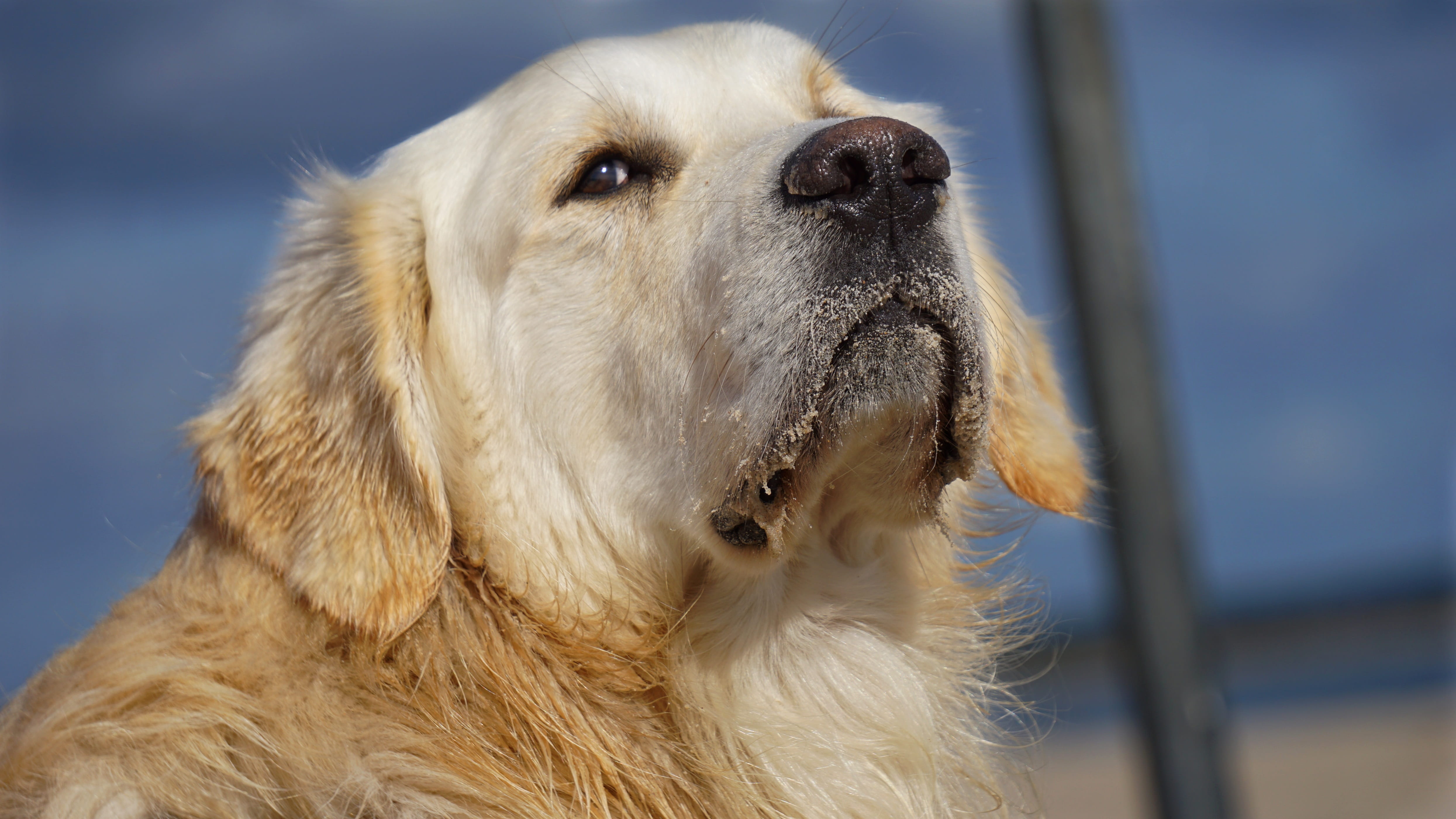 pet, purry, animal body part, domestic, hair, focus on foreground, retriever, 4K, portrait, no people, looking away, looking, view, animal portrait, creature, HD Wallpaper