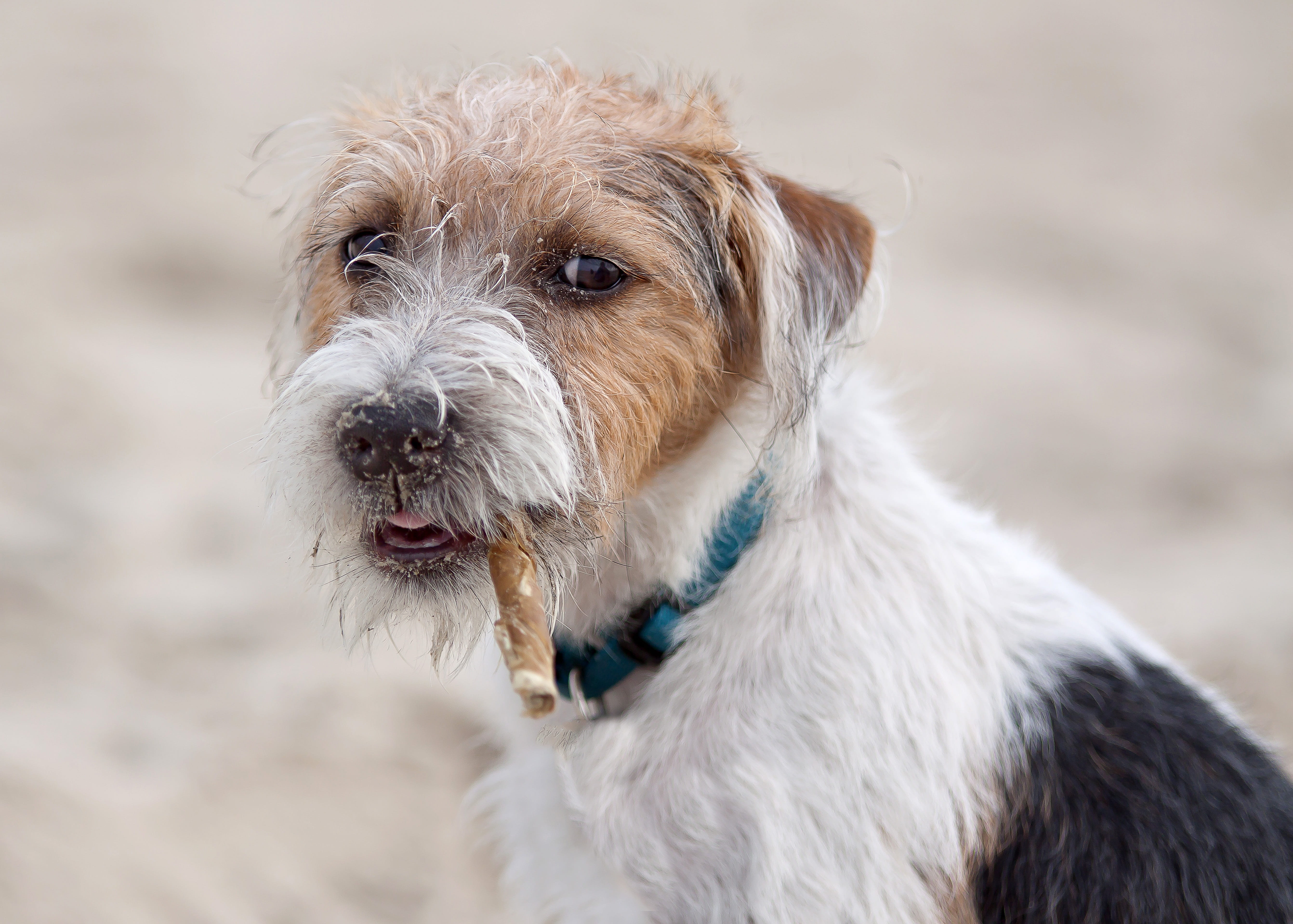 mammal, pet, pet collar, portrait, dog, mouth open, friendly, curious, domestic animals, vertebrate, creature, animal portrait, one animal, purebred dog, HD Wallpaper