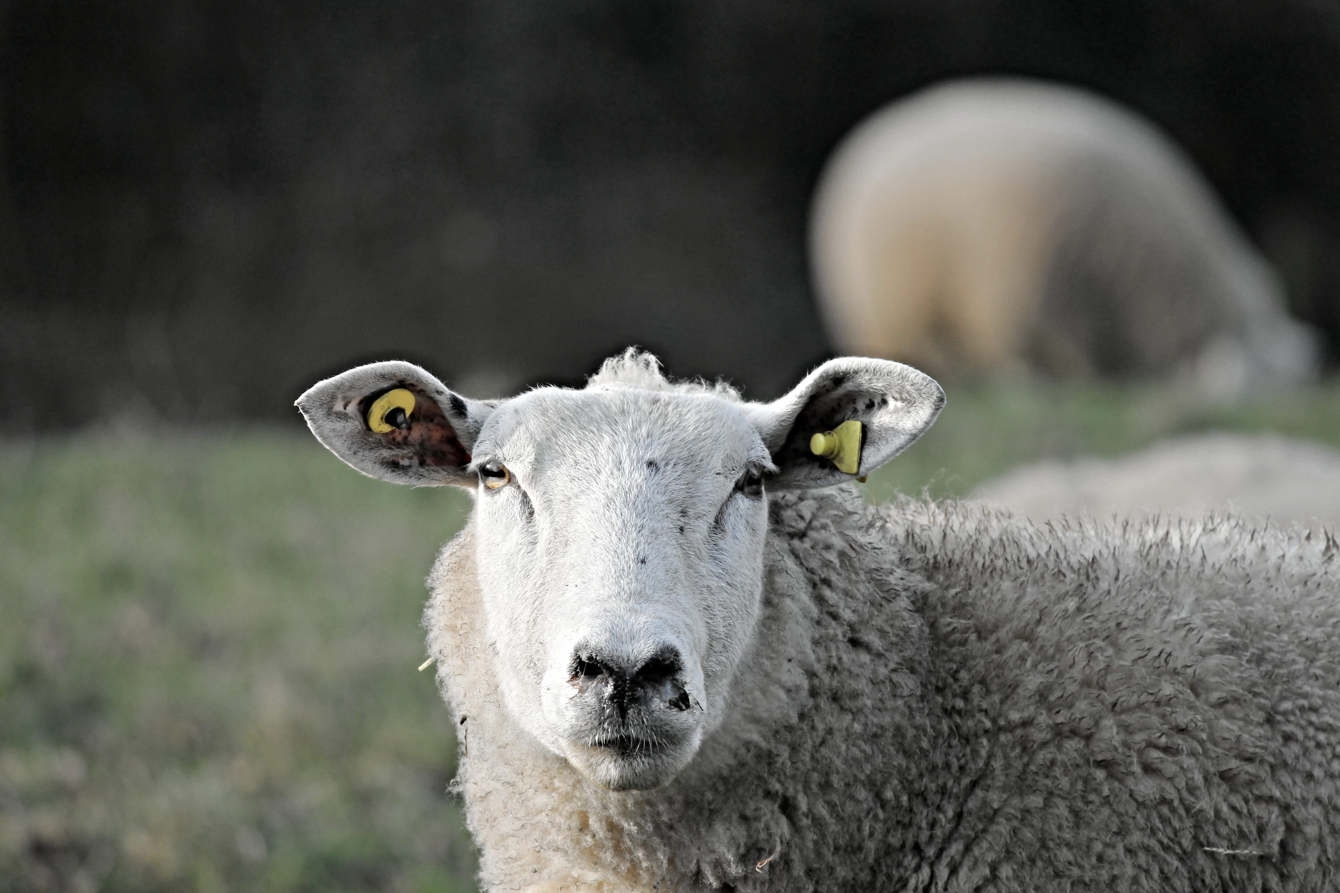focus on foreground, animal, herbivorous, land, head, animals in the wild, grass, cute, sheep face, schäfchen, mammal, meadow, 4K, purry, livestock, one animal, HD Wallpaper