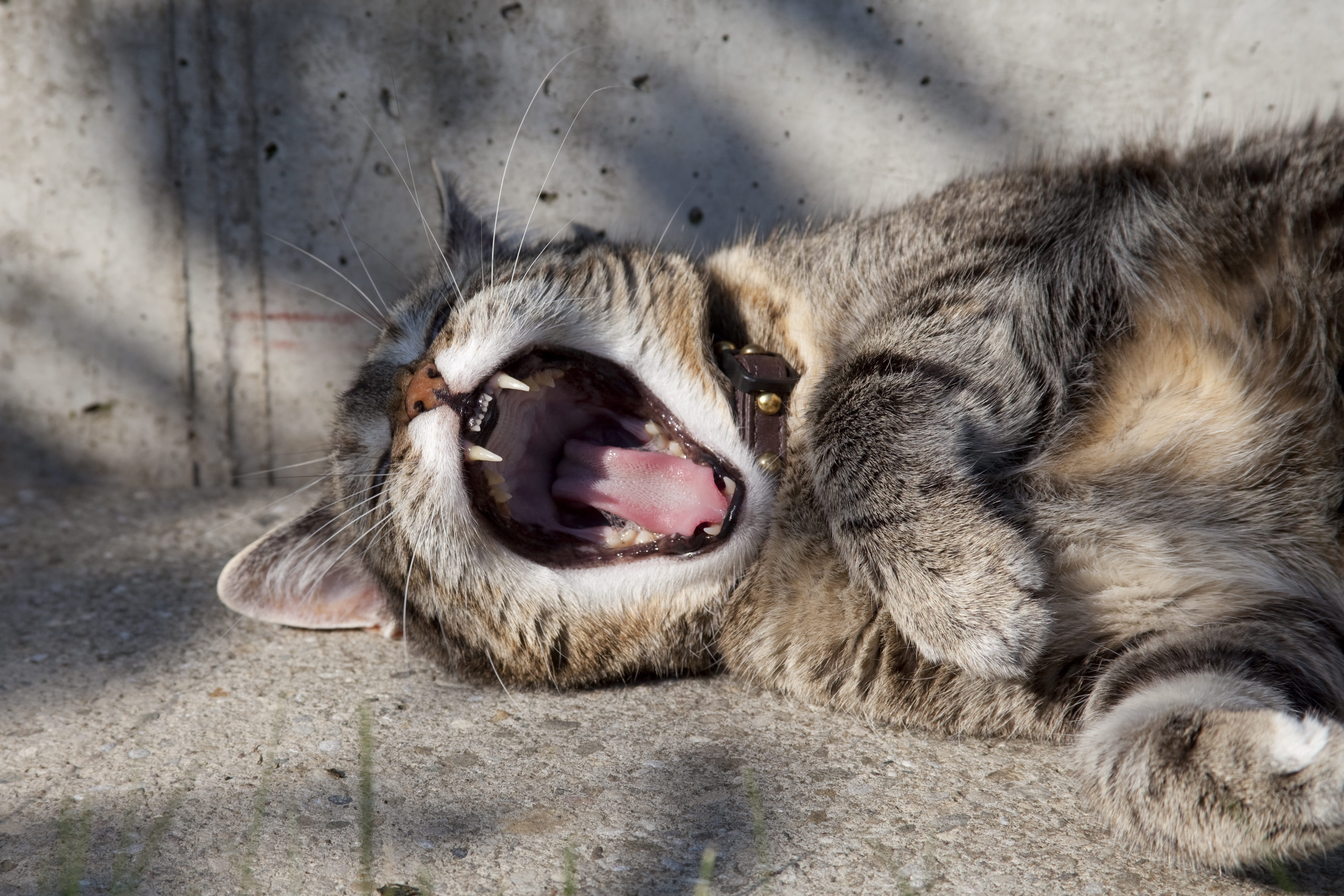 one animal, animal teeth, vertebrate, mammal, mouth, anger, tiger cat, relaxation, aggression, foot, 4K, concerns, animal head, animal body part, tired, HD Wallpaper