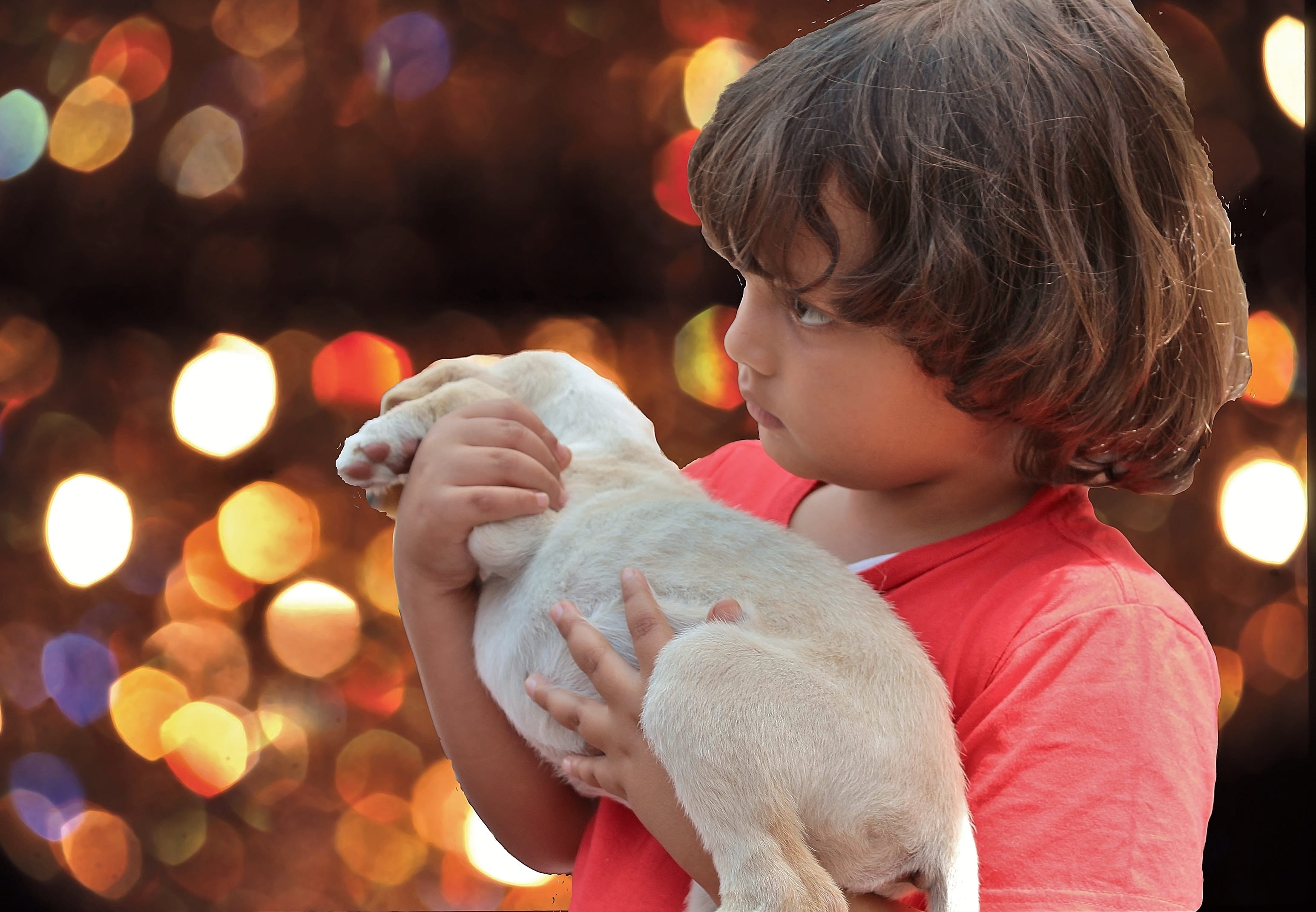 dog, pets, girl, portrait, child, males, childhood, boys, 2K, love, dog under the christmas tree, photography, innocence, christmas lights, looking, paws, HD Wallpaper