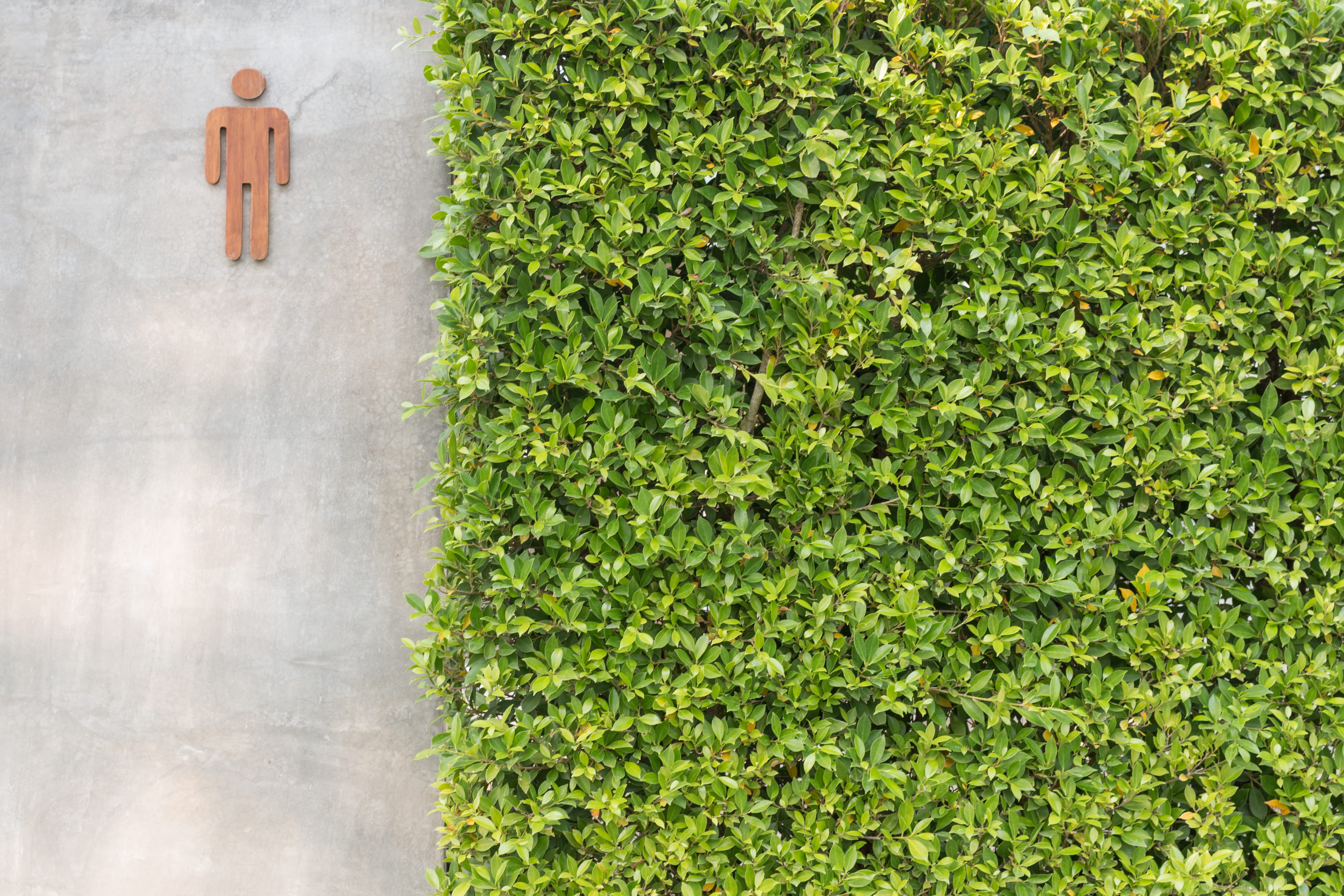 public, daytime, grass, bush, fresh, leaf, lush foliage, 4K, colors, architecture, grasses, toilet, environment, hedge, male, tranquility, wall, door, HD Wallpaper