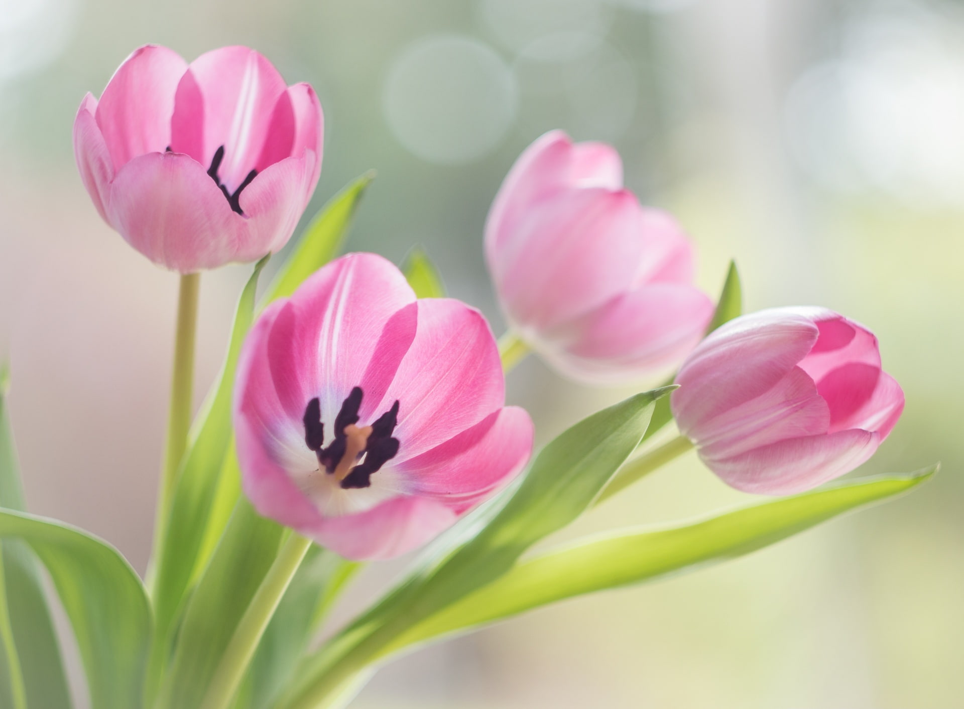 plant stem, freshness, leaf, tulip, inflorescence, purple, Four, bunch of flowers, no people, Europe, Spring, happy, springtime, nature, close-up, bokeh, HD Wallpaper
