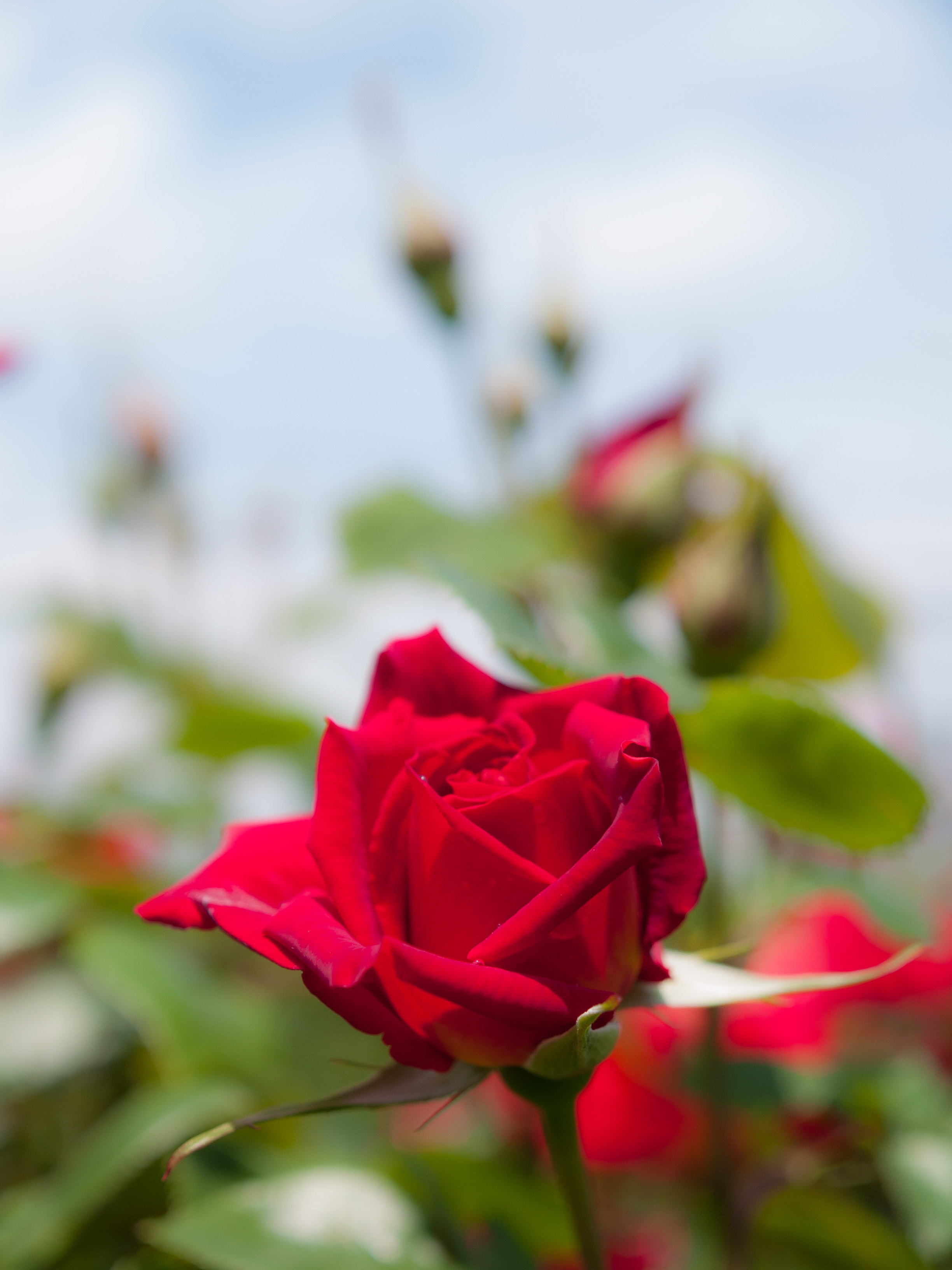 rose garden, vulnerability, red, flowers, close-up, red flowers, bouquet, rose, fragility, rose - flower, 2K, outdoors, sunshine, petal, flowering plant, Phone HD Wallpaper