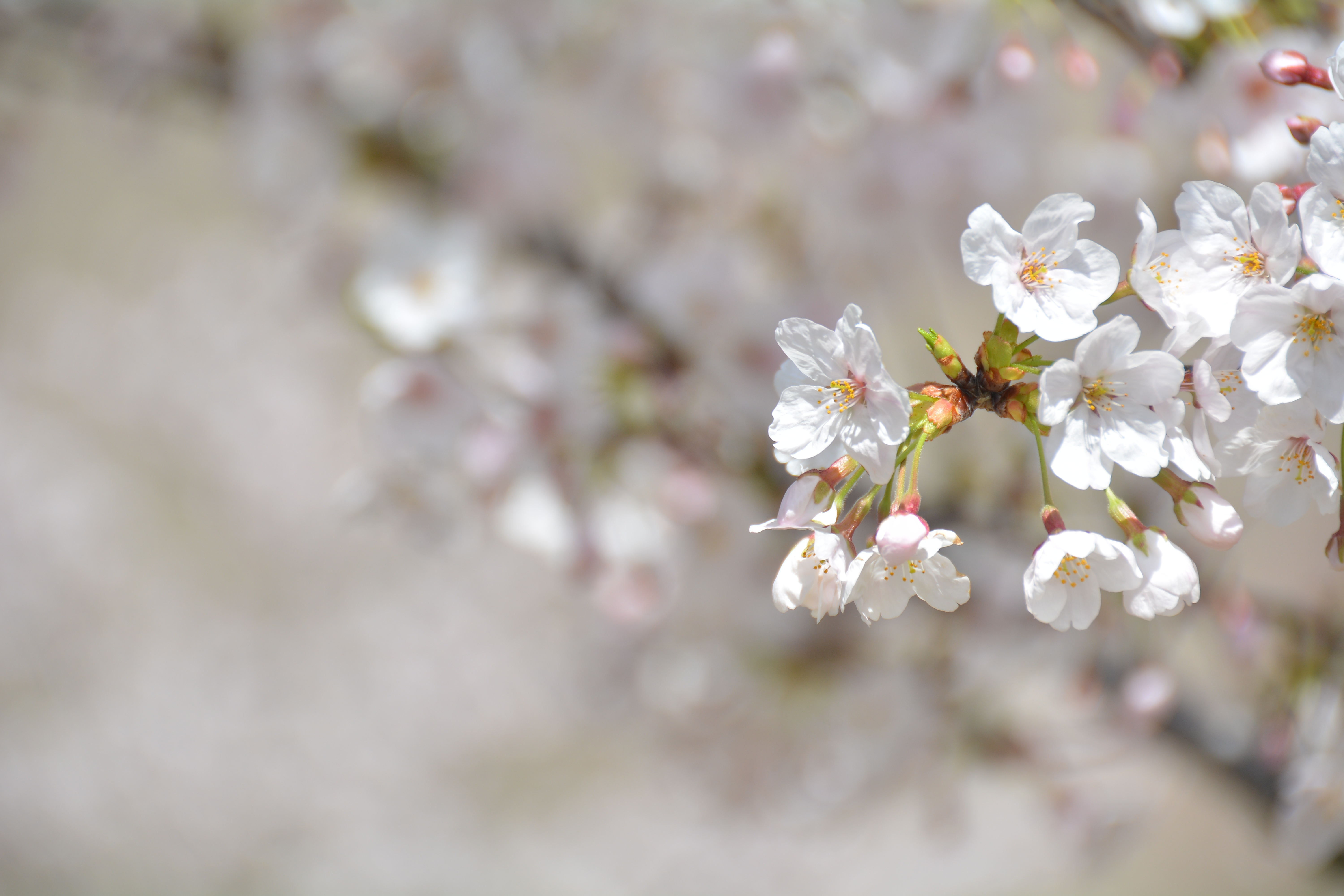 spring, vulnerability, flower head, nature, look up, cherry blossom viewing, petaled, park, japan, petal, freshness, bunch of flowers, outdoors, plant, HD Wallpaper