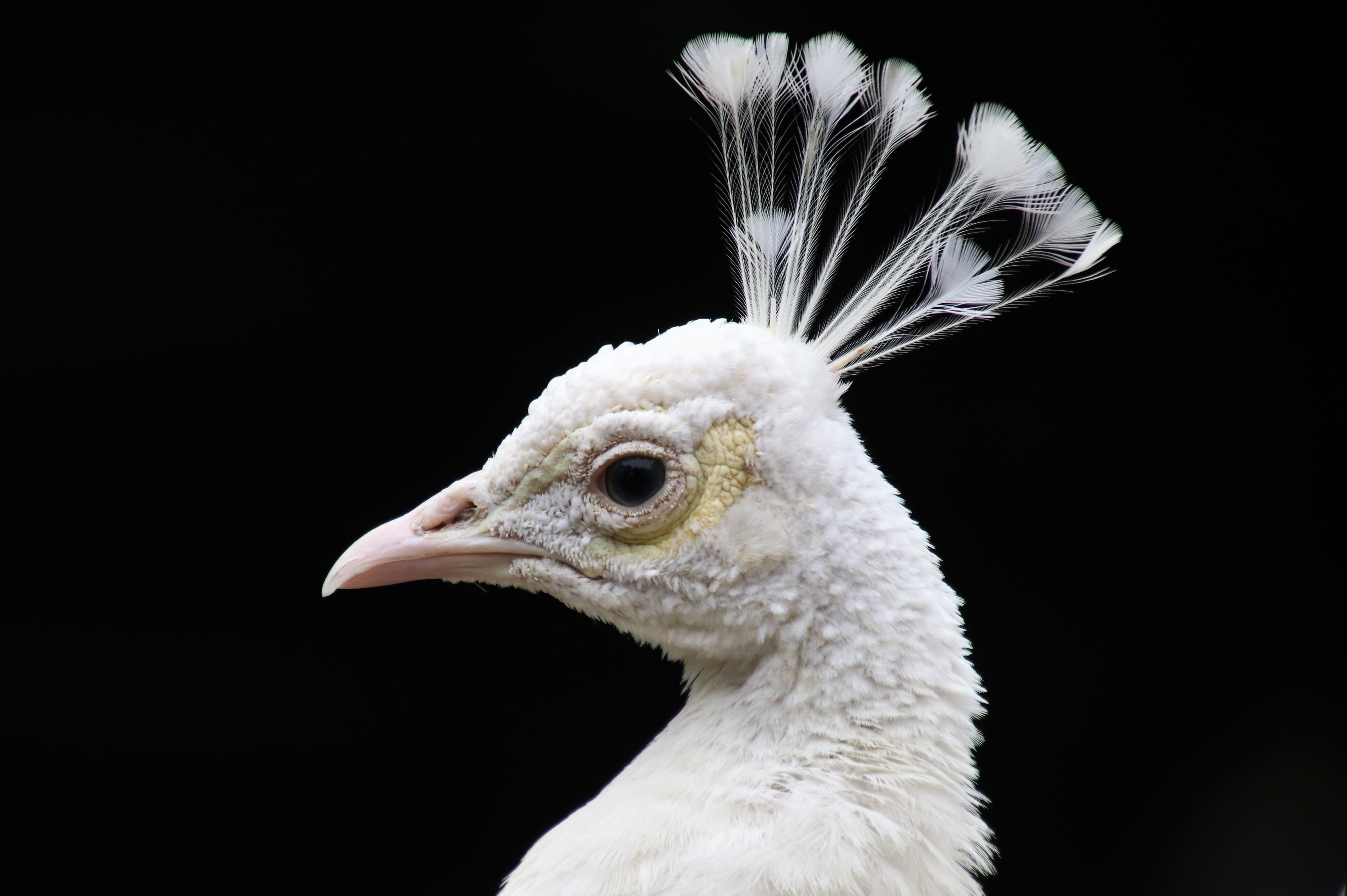 no people, looking away, the creation of, head, portrait, copy space, feathers, look, nature, animal head, studio shot, close-up, plumage, animal eye, animals in the wild, HD Wallpaper
