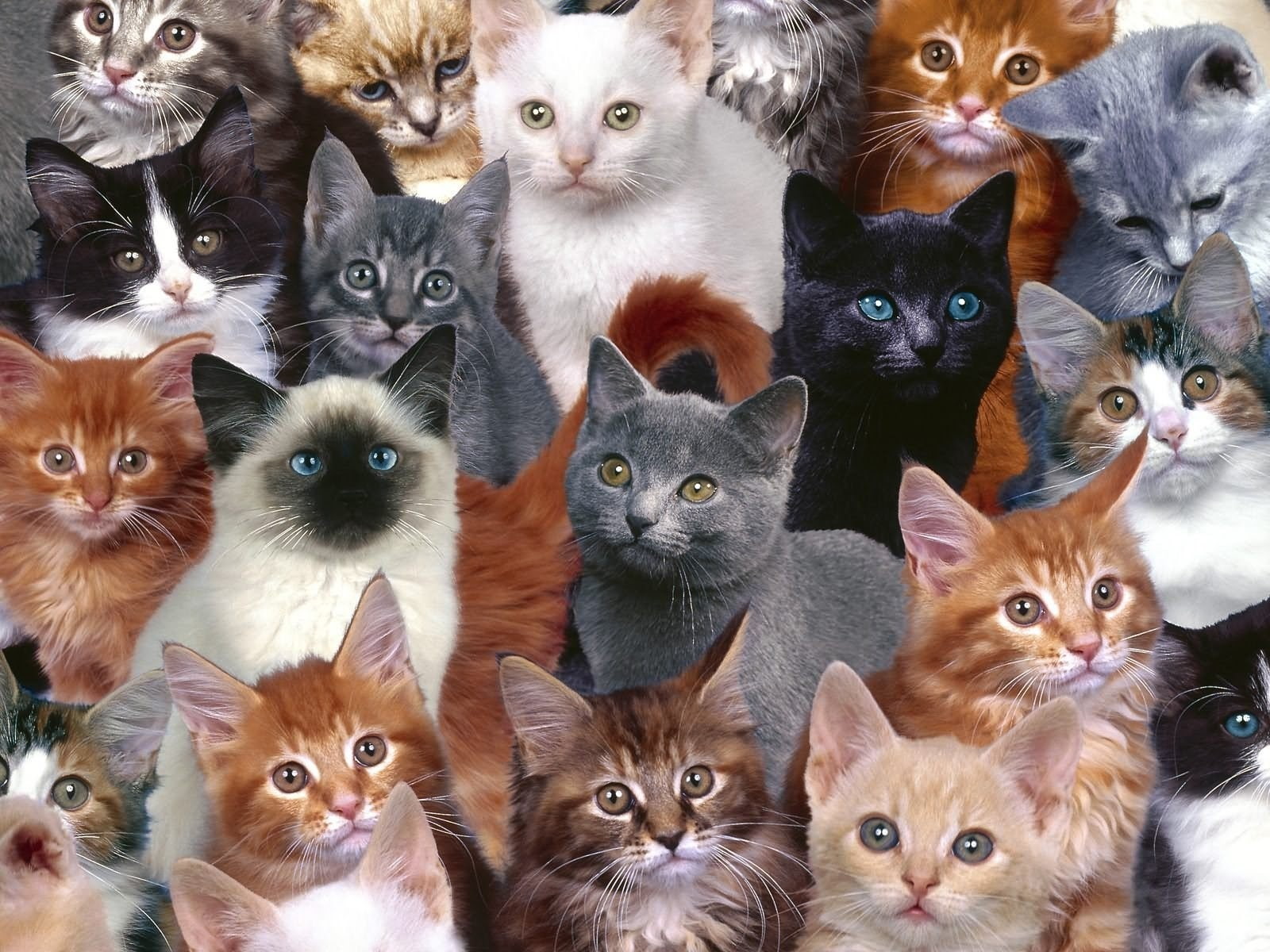 domestic, feline, vertebrate, group of animals, cat, Kittens, 720P, close-up, no people, looking at camera, animal, mammal, animal themes, pets, indoors, HD Wallpaper