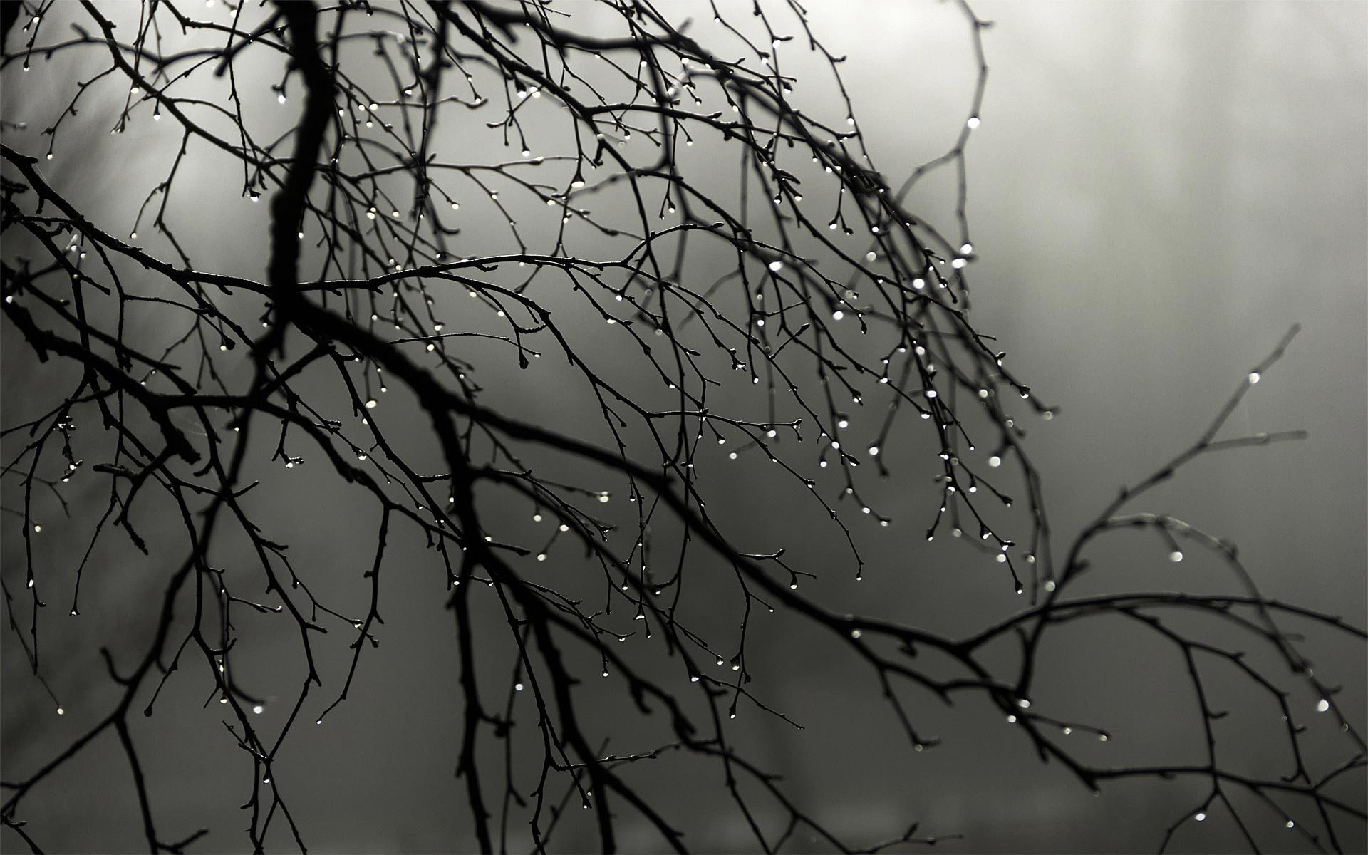 1080P, gray, branch, wet, water drops, gloomy, HD Wallpaper