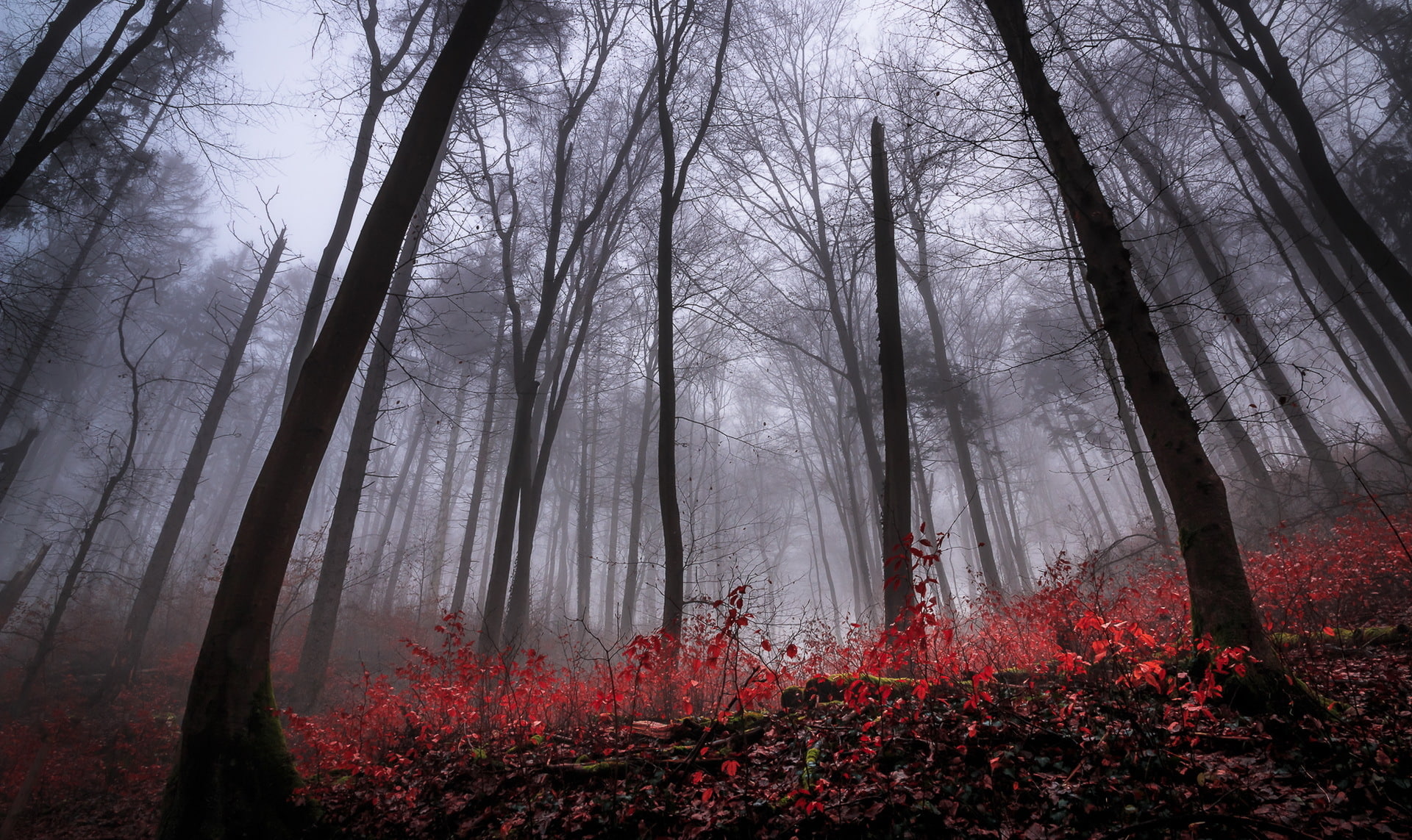 land, environment, growth, woodland, trunk, nature, gloomy, red leaves, outdoors, 1080P, beauty in nature, tree, tranquil scene, trees, no people, day, HD Wallpaper
