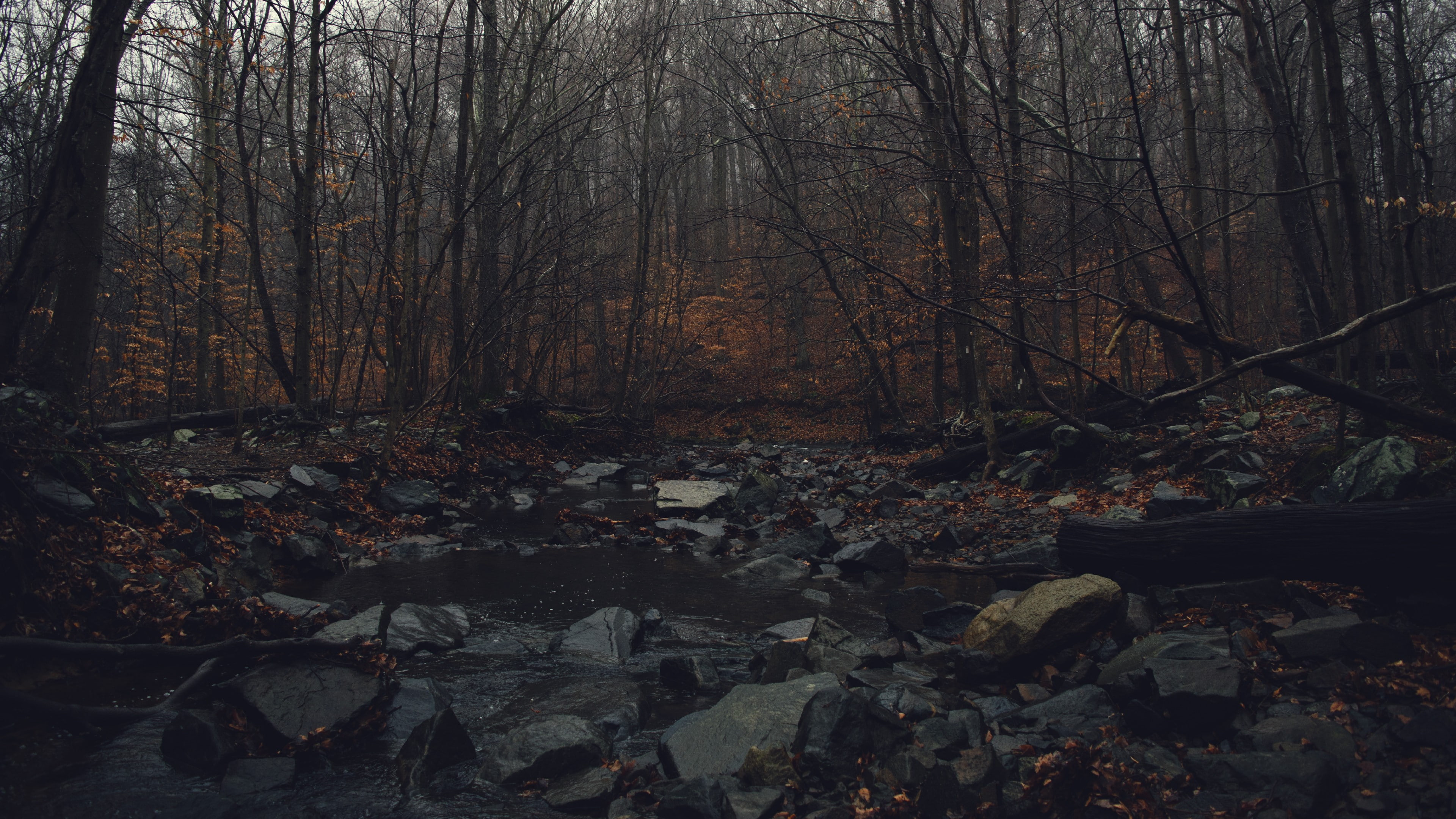 water, fall, gloomy, dark, 4K, forest, HD Wallpaper