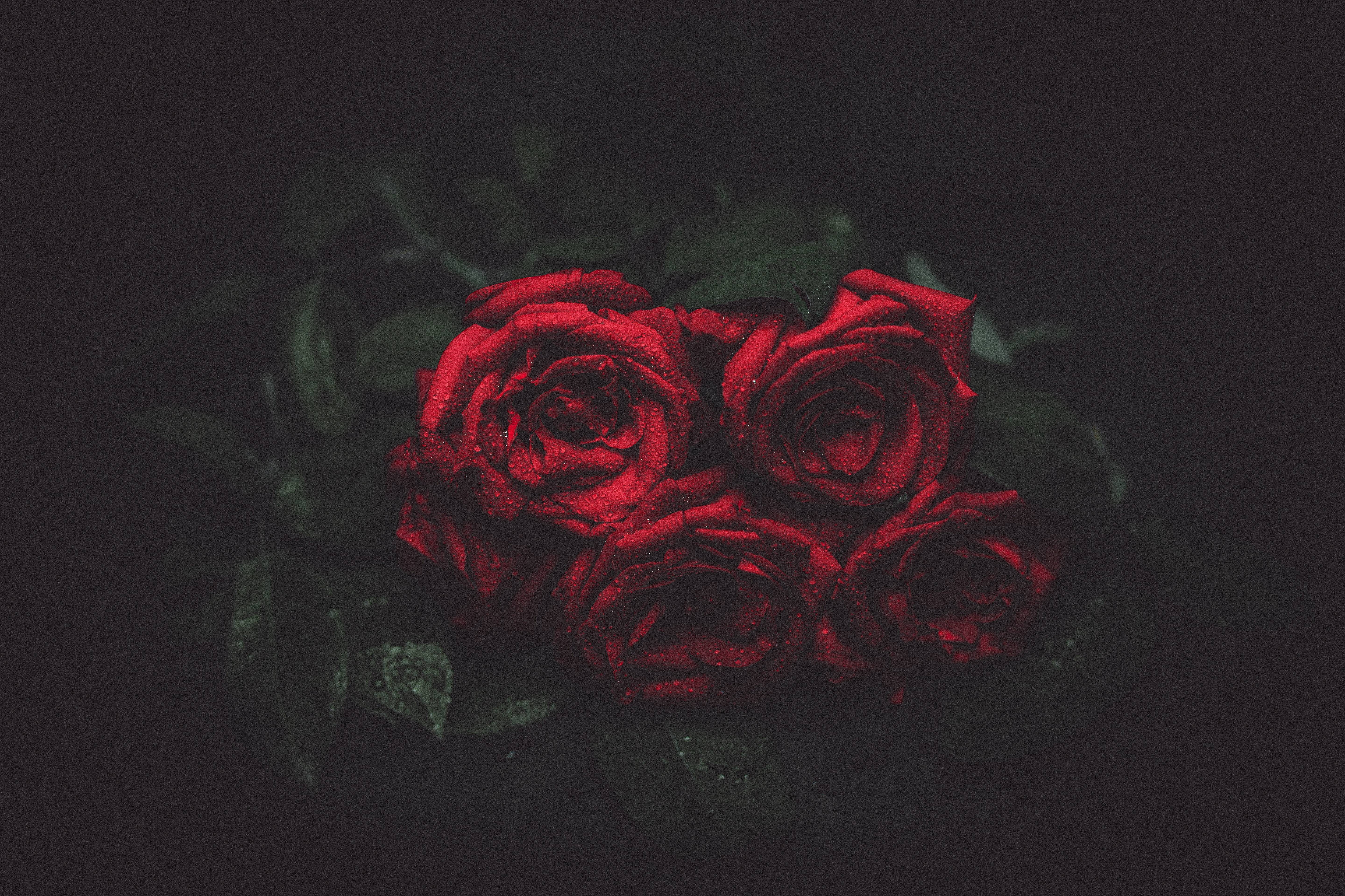 gloomy, flowers, 5K, roses, night, bouquet, romance, dark, HD Wallpaper