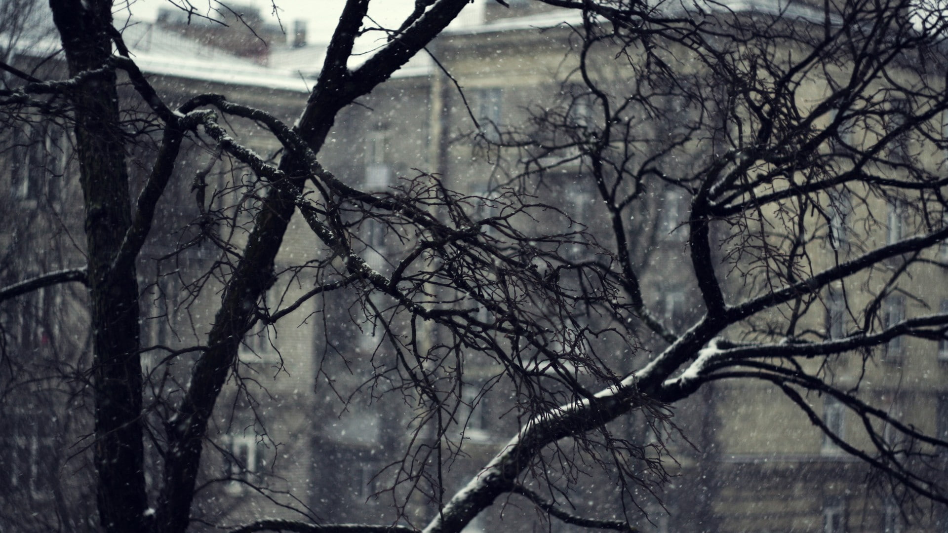 1080P, winter, gloomy, snowing, branch, depth of field, HD Wallpaper