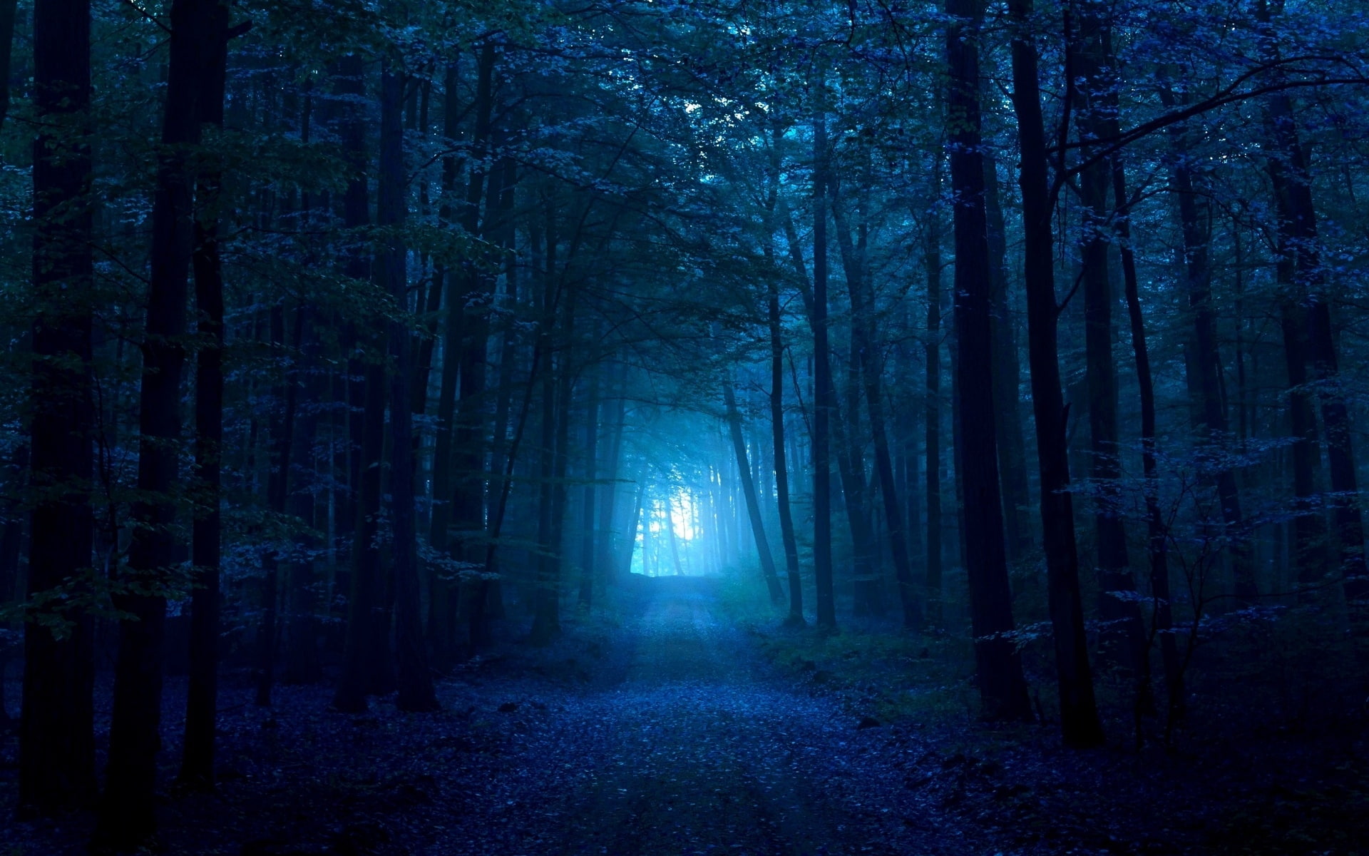 1080P, track, path, fog, light, wood, dark blue, exit, pass, gloomy, HD Wallpaper