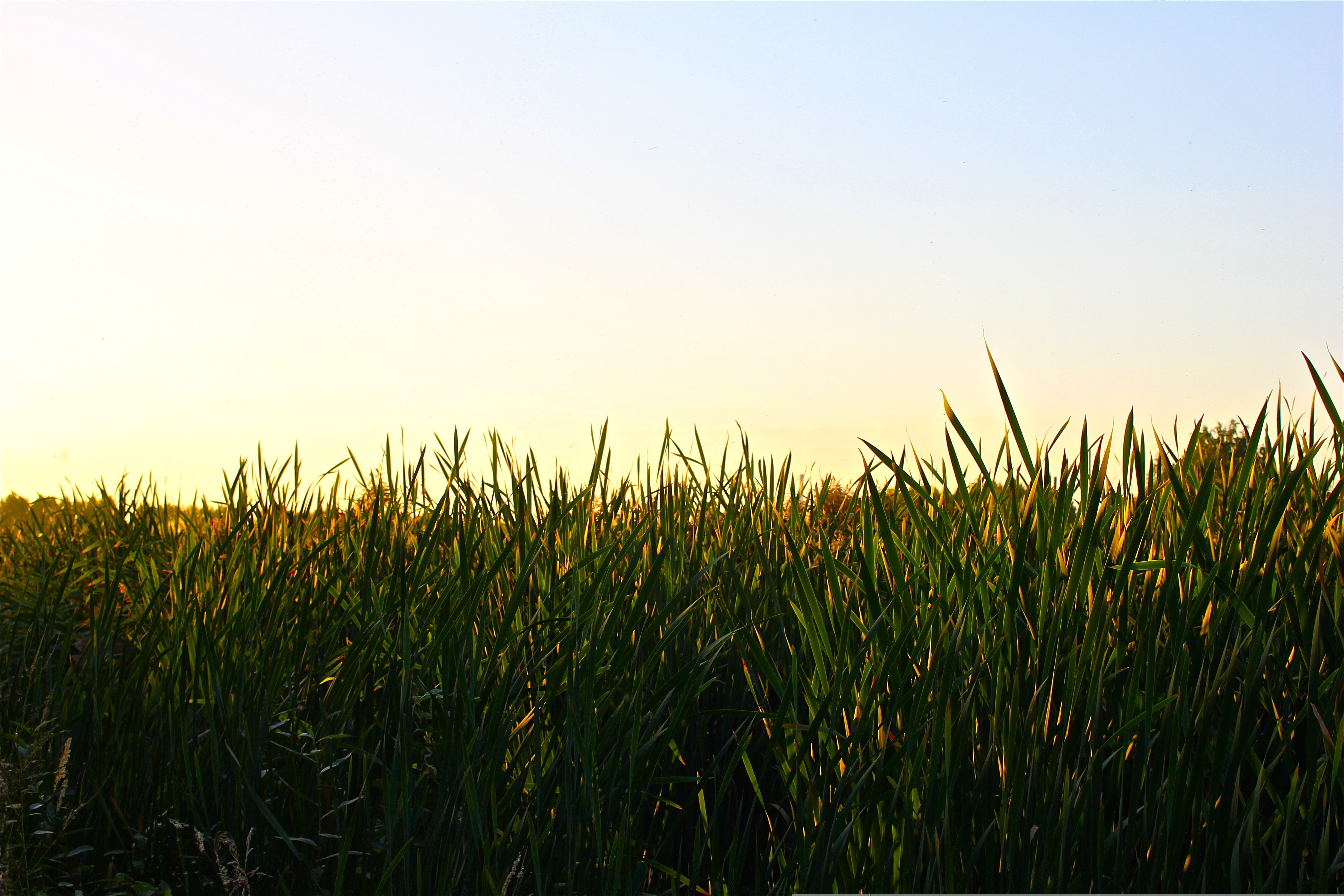 plant, 5K, swamp, Ekaterinburg, HD Wallpaper