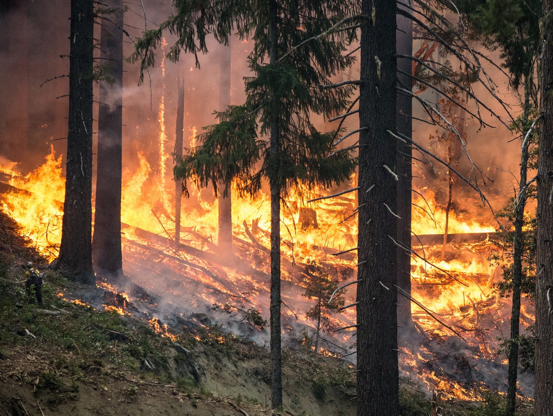 coniferous tree, plant, nature, usa, destruction, heat - temperature, evergreen tree, outdoors, environmental issues, smoke - physical structure, blaze, HD Wallpaper