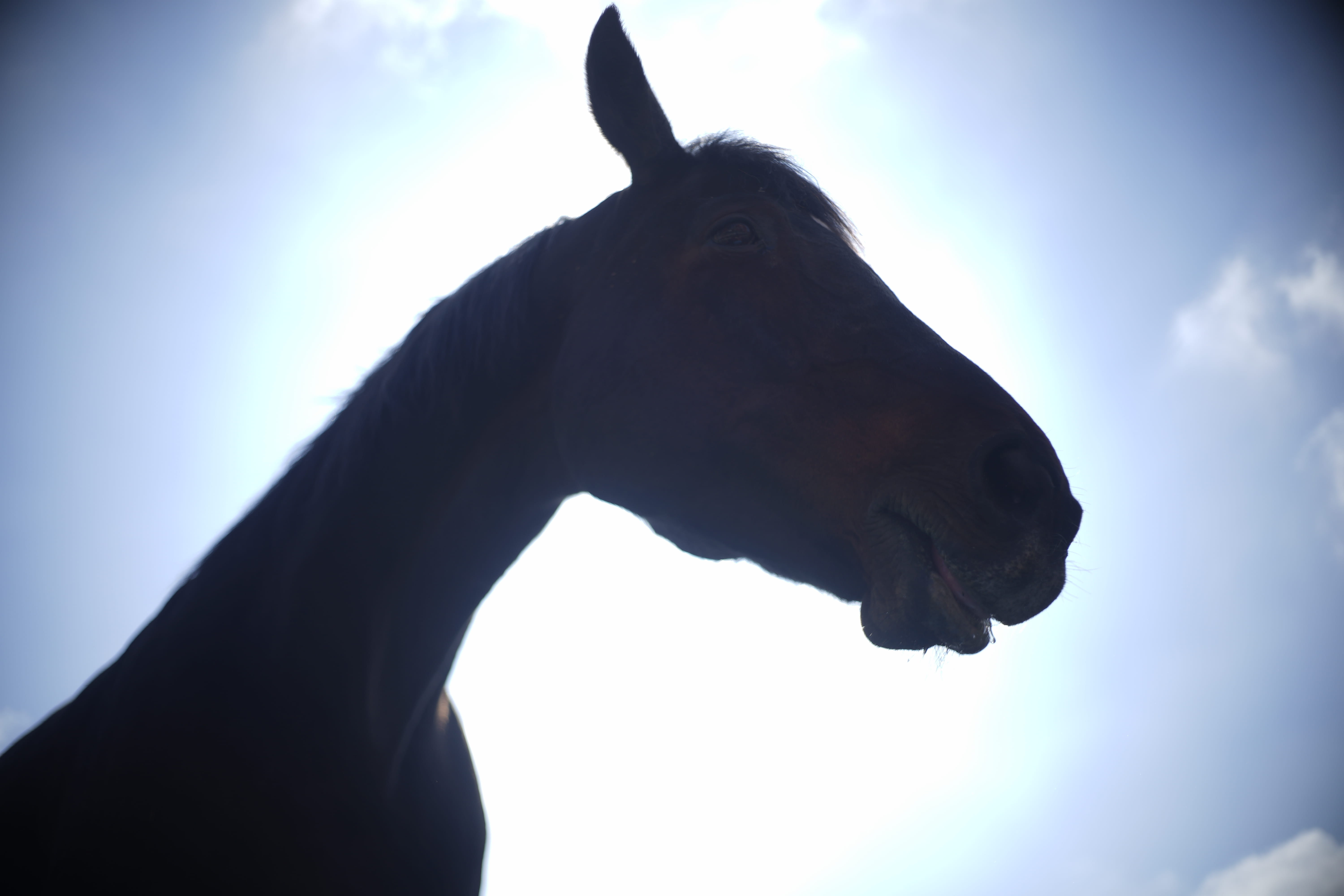 mobsters, sun, animal head, veterinarian, domestic, vertebrate, wideangle, farm, shine, day, low angle view, horse head nature, head, creation, animal themes, HD Wallpaper