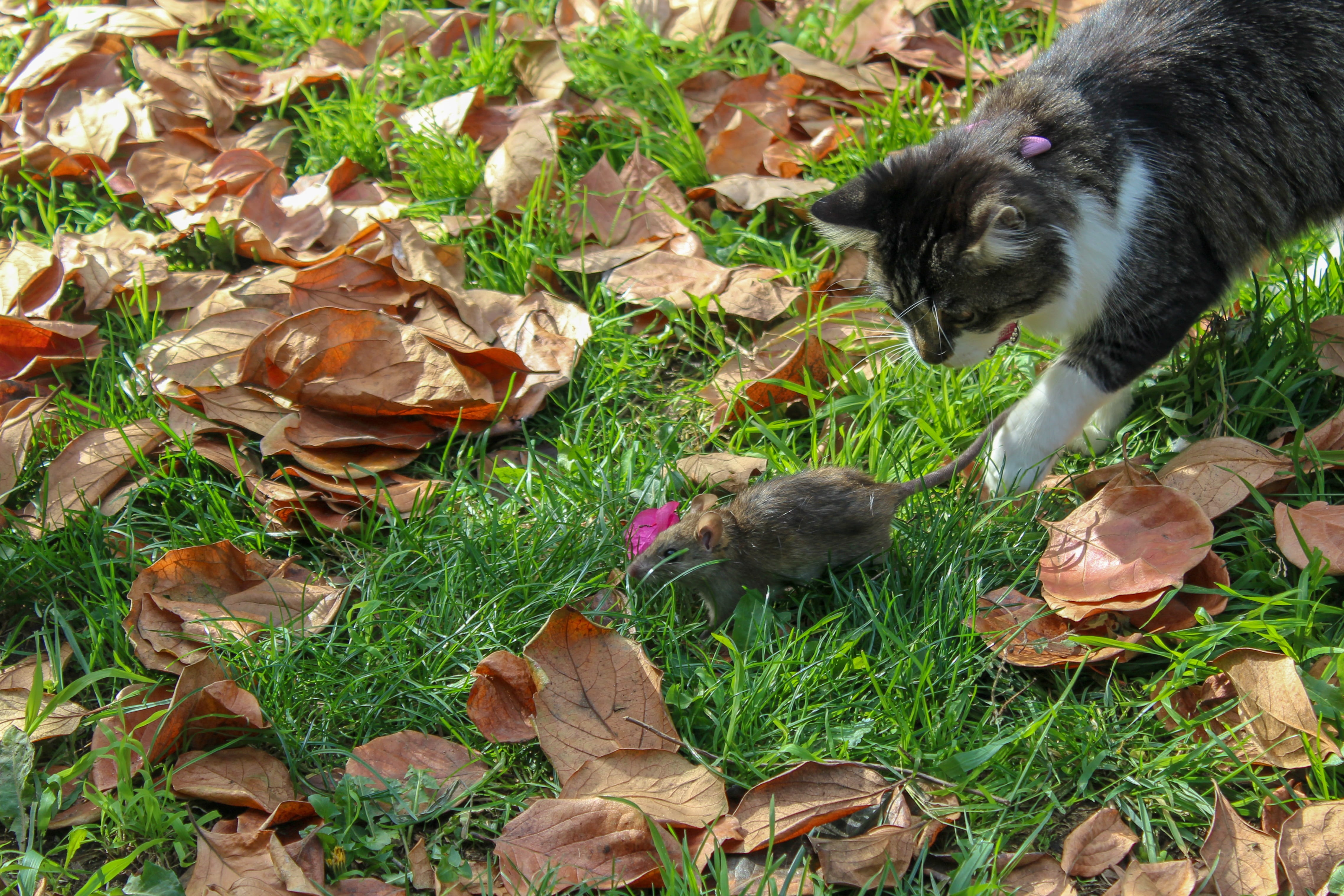 4K, no people, field, change, rat, young, mammal, apex, plant, chasing, cat, escaping, leaf, animal themes, nature, instinct, vertebrate, huntress, feline, HD Wallpaper