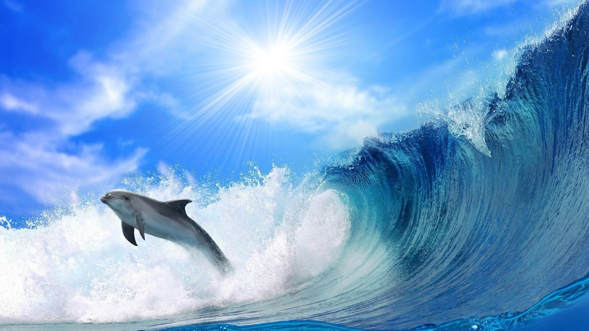 jumping, summer, gray, no people, sport, fun, freedom, sea life, animal themes, animals in the wild, sky, animal, animal wildlife, mammal, aquatic mammal, HD Wallpaper