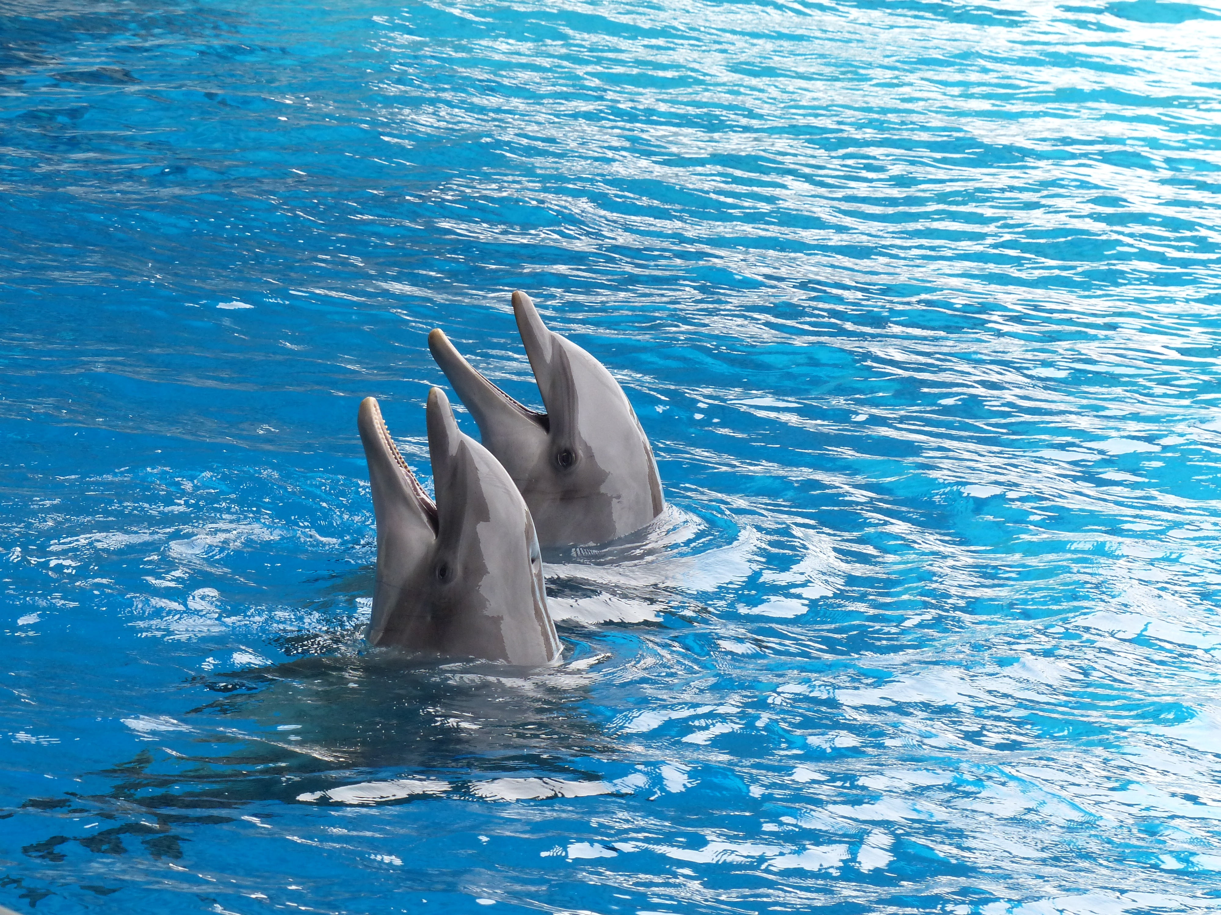 underwater, sea, one animal, mammal, blue, fish, water, whale, animal, fun, wildlife, marine, animal themes, 4K, bottle-nosed Dolphin, large, gray, aquatic Mammal, HD Wallpaper