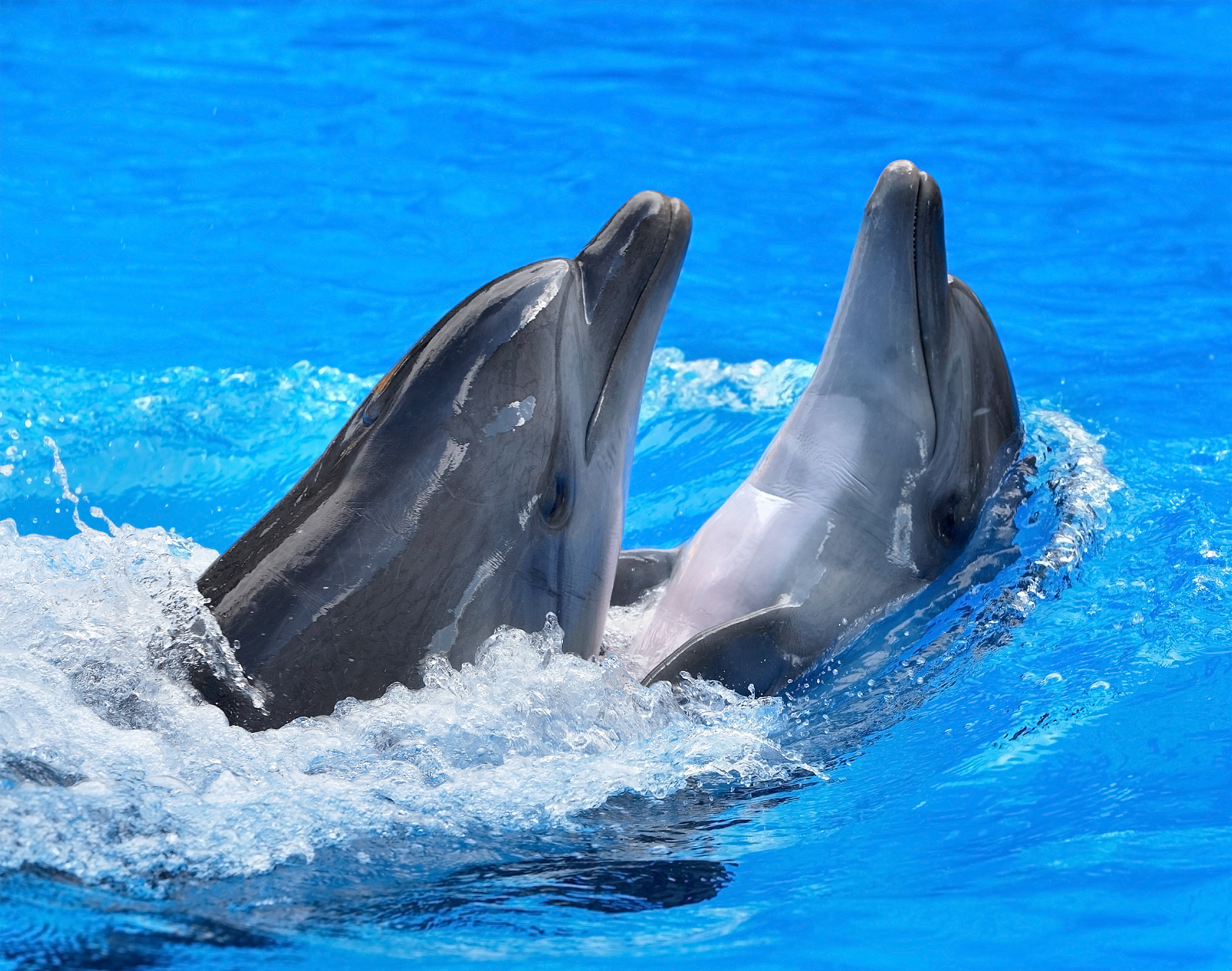 animal themes, animal, vertebrate, fun, spray, animal wildlife, water, outdoors, marine, cetacea, nature, no people, blue, two, mammal, splashing, dolphins, HD Wallpaper