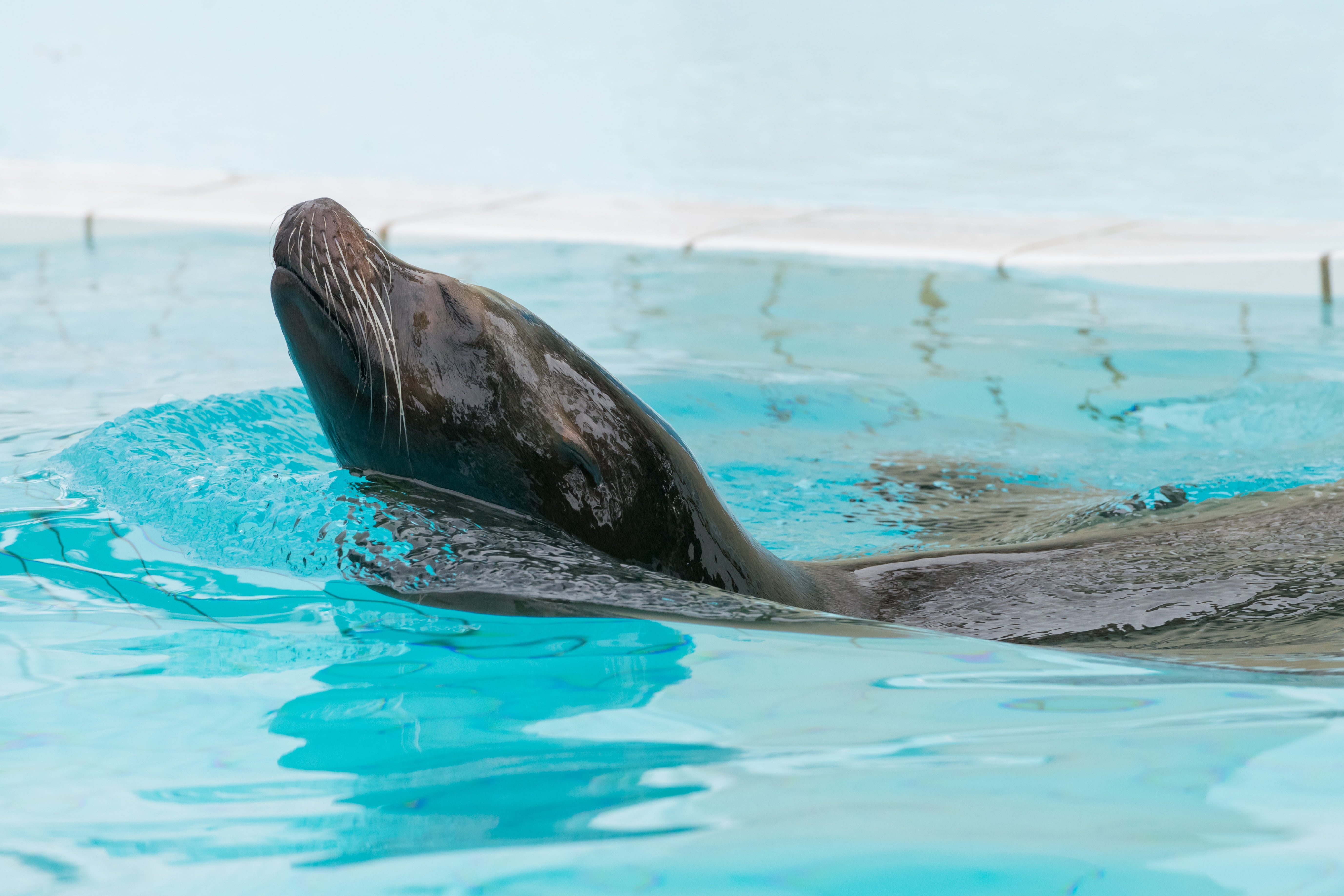 animal head, cetacea, bottle-nosed Dolphin, pacific Ocean, waterfront, outdoors, blue, animal themes, whale, underwater, animal, pool, wildlife, seal - Animal, HD Wallpaper