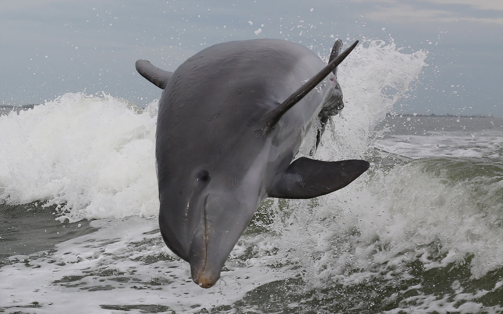 no people, animal, pacific Ocean, water, wildlife, motion, sea Life, animal Fin, dolphin, marine, aquatic sport, beach, one animal, large, 1080P, gray, HD Wallpaper