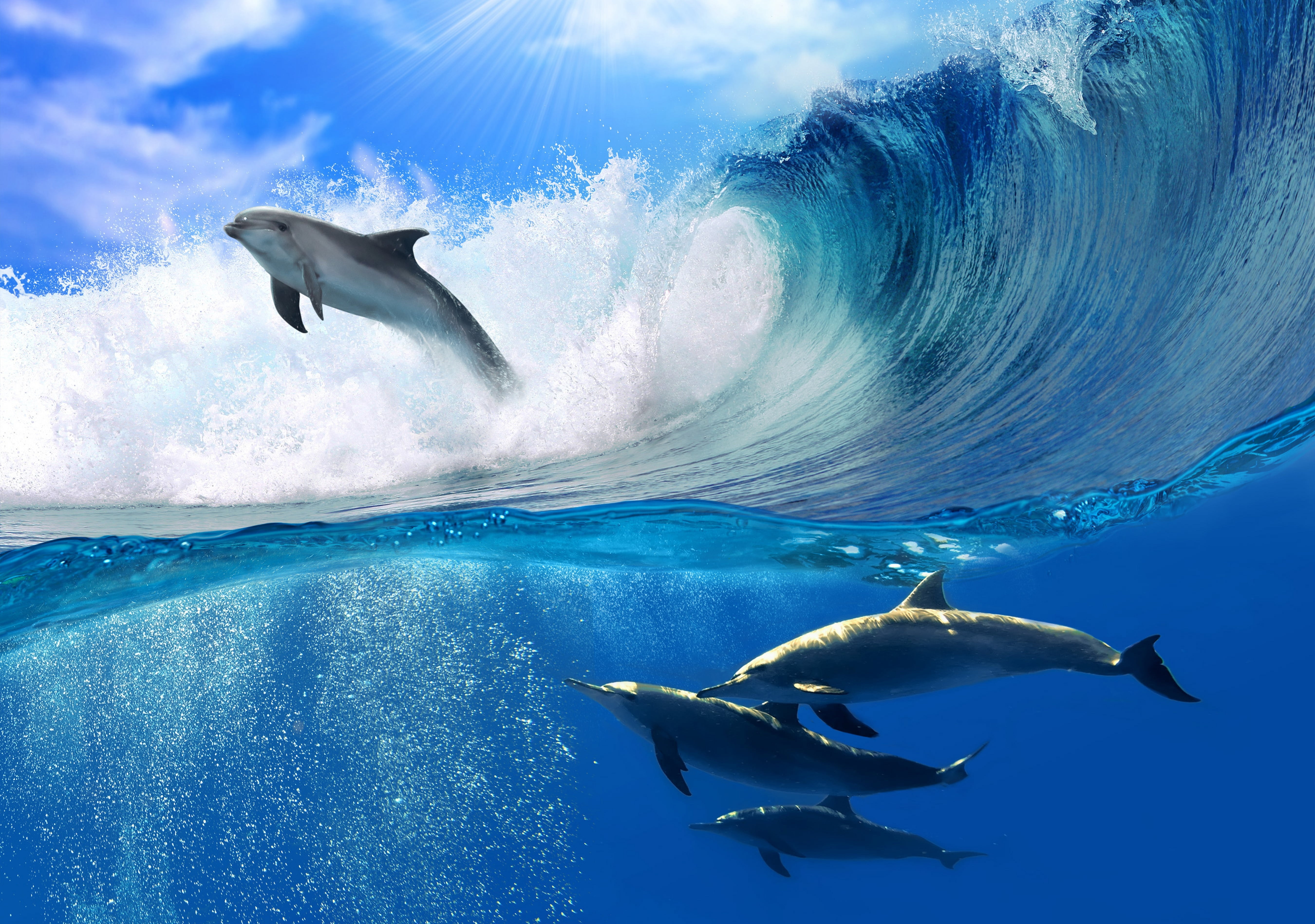 fish, vertebrate, the sun, dolphin, undersea, motion, mammal, large, animal, fun, wave, nature, group of animals, water, animal wildlife, sea, foam, animal themes, HD Wallpaper