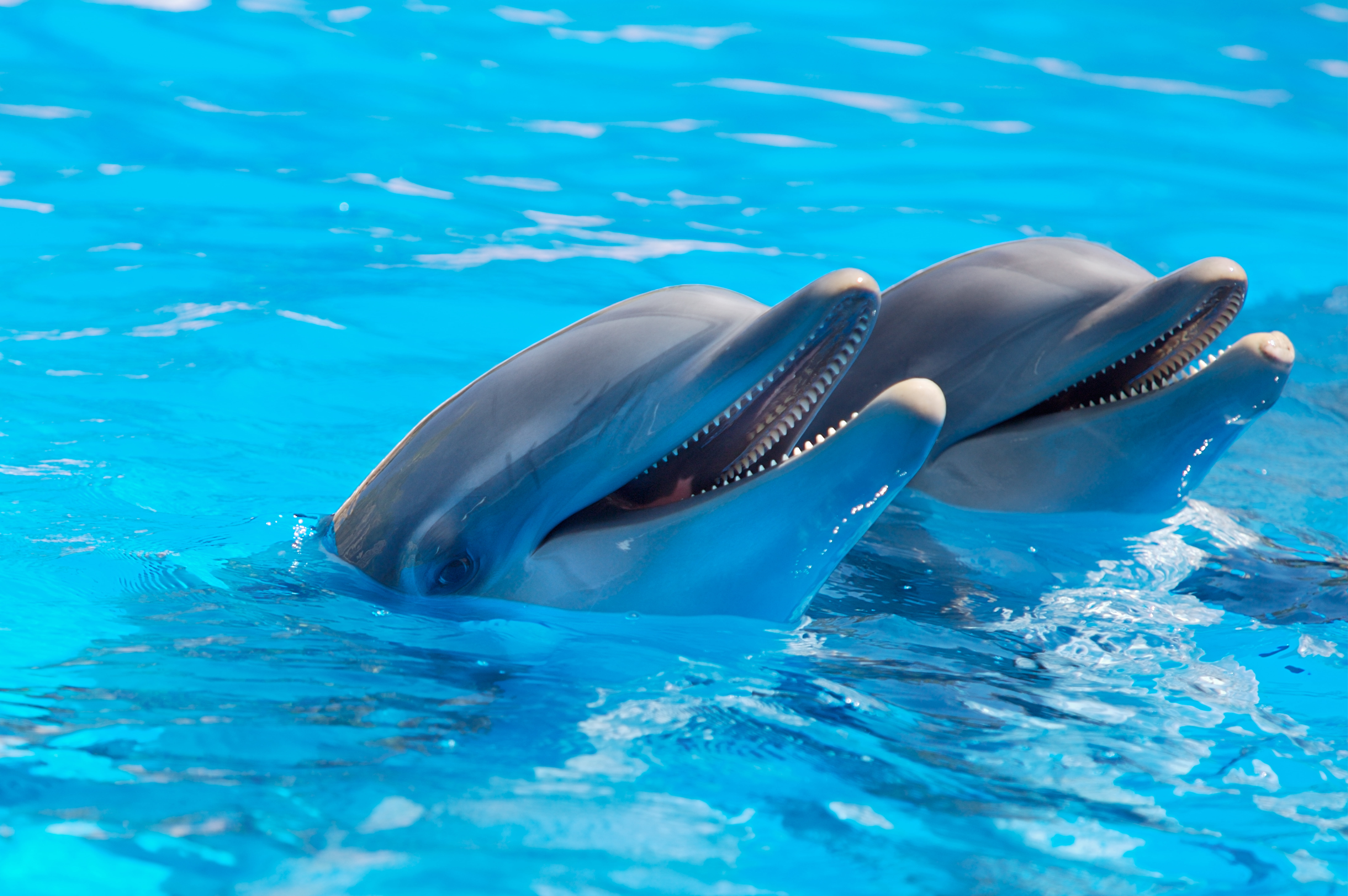 aquatic mammal, animal themes, wildlife, one animal, swimming, swimming pool, bottle-nosed Dolphin, mammal, gray, mouth open, no people, nature, turquoise colored, HD Wallpaper