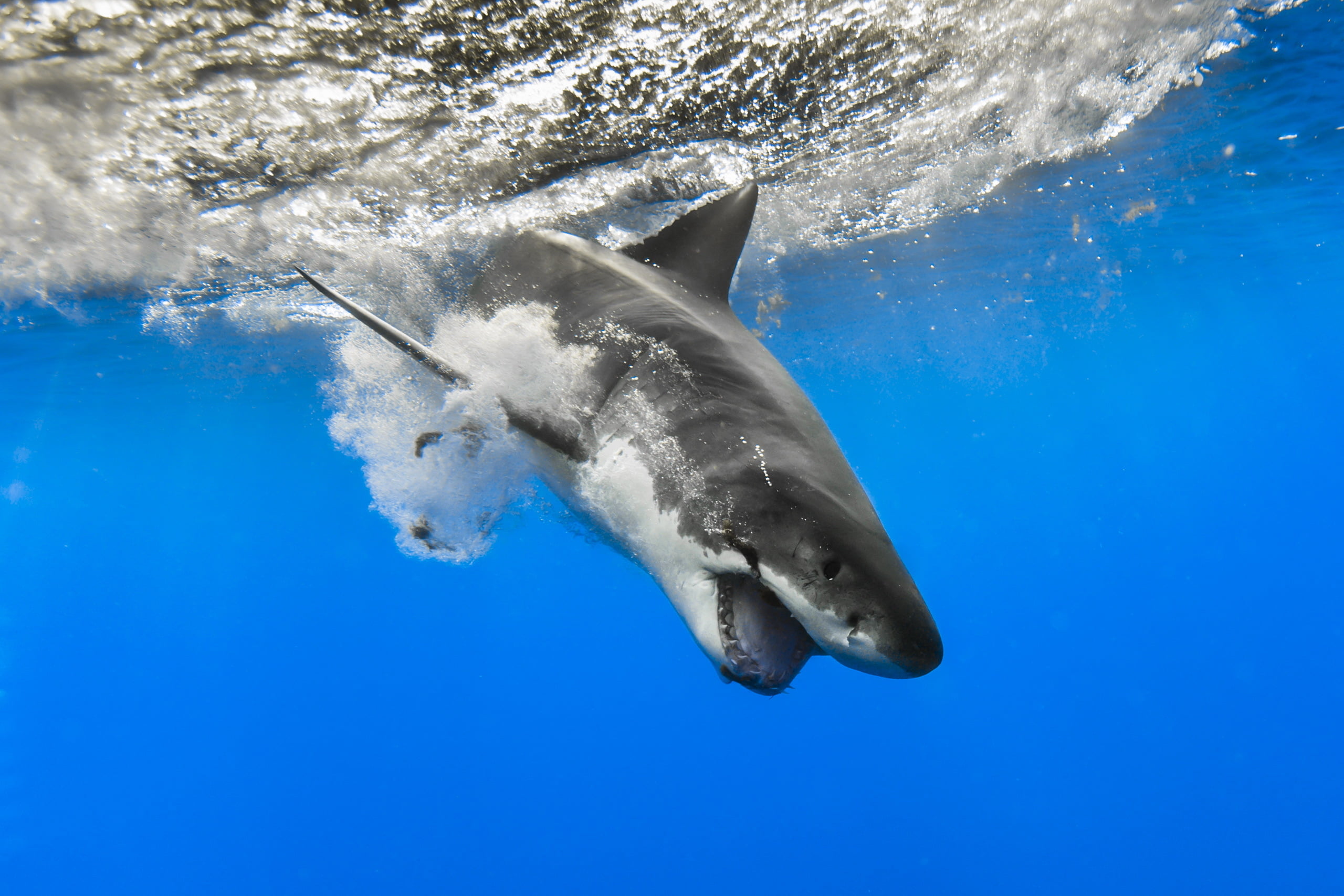 undersea, vertebrate, bottle-nosed Dolphin, sea, shark, animal wildlife, one animal, blue, pacific Ocean, marine, wildlife, mammal, nature, underwater, HD Wallpaper