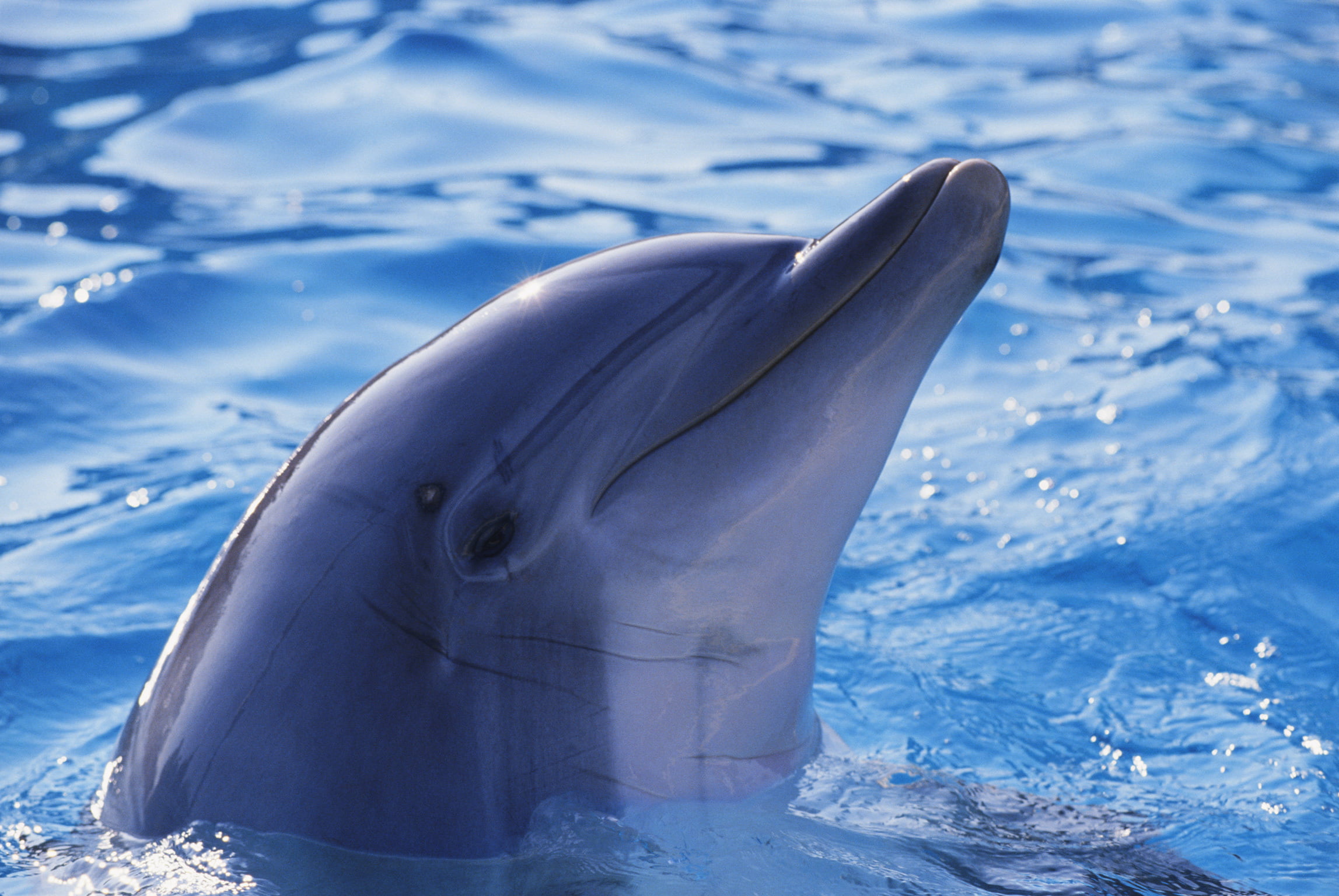 swimming Animal, whale, animal body part, vertebrate, cetacea, mammal, swimming pool, 1080P, underwater, swimming, fish, Dolphin, fun, bottle-nosed Dolphin, HD Wallpaper