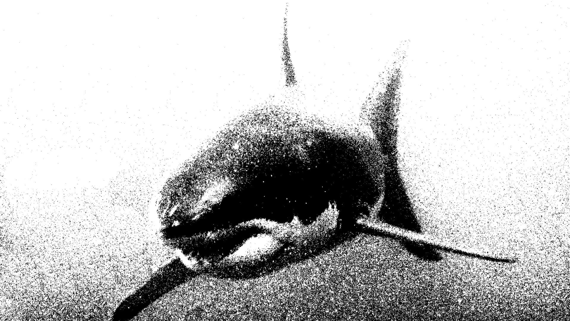 animals, hd, fish, shark, white, 1080P, bw, great, HD Wallpaper
