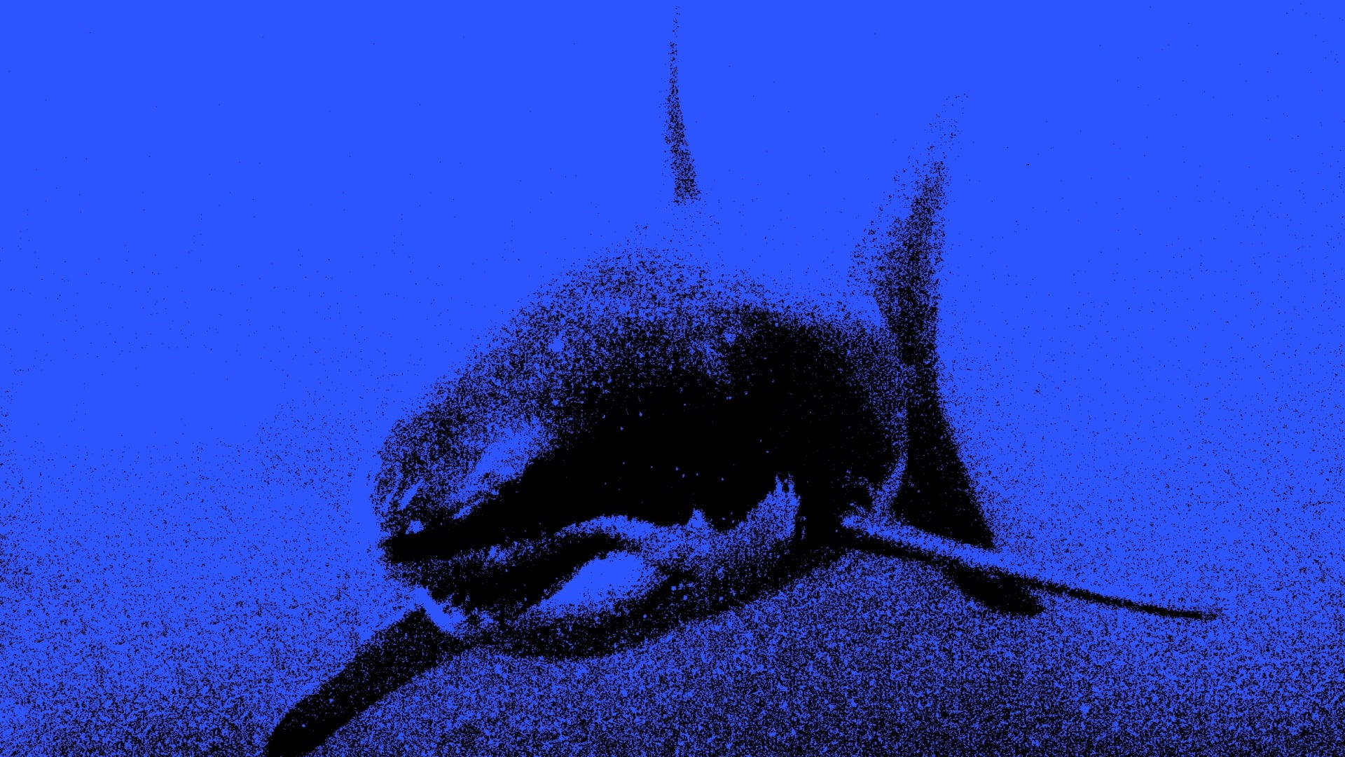 blue, shark, hd, white, animals, 1080P, great, fish, HD Wallpaper