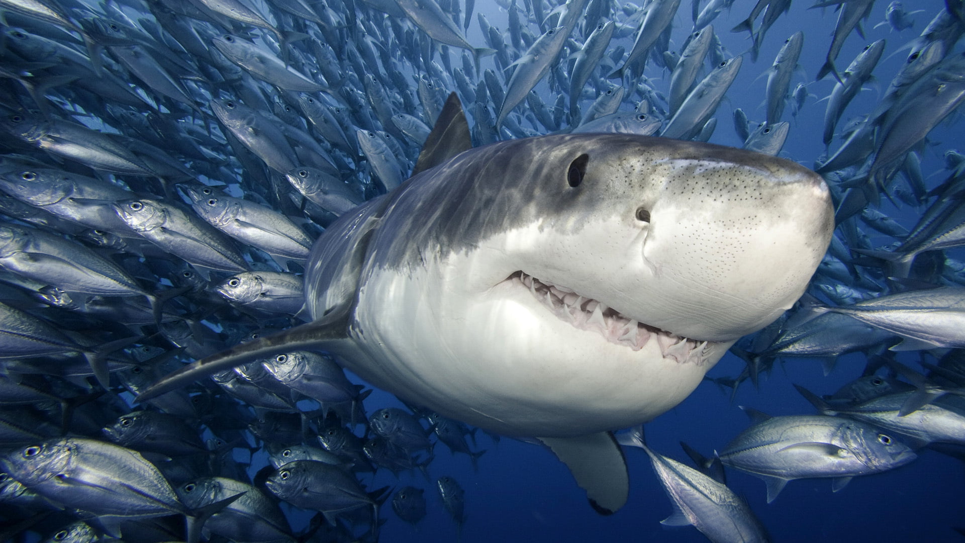 shark, animal, animal wildlife, swimming, animal mouth, great White Shark, carnivore, one animal, danger, undersea, animal themes, marine, vertebrate, underwater, HD Wallpaper