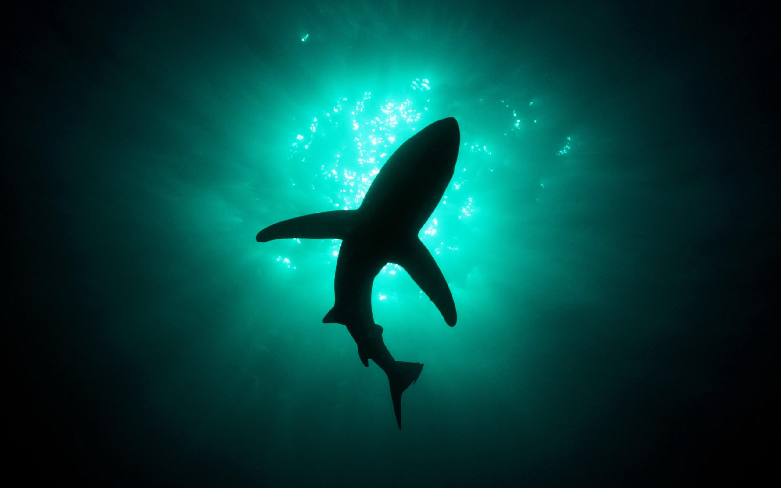 white, 2K, fishes, pictures, shark, view, HD Wallpaper