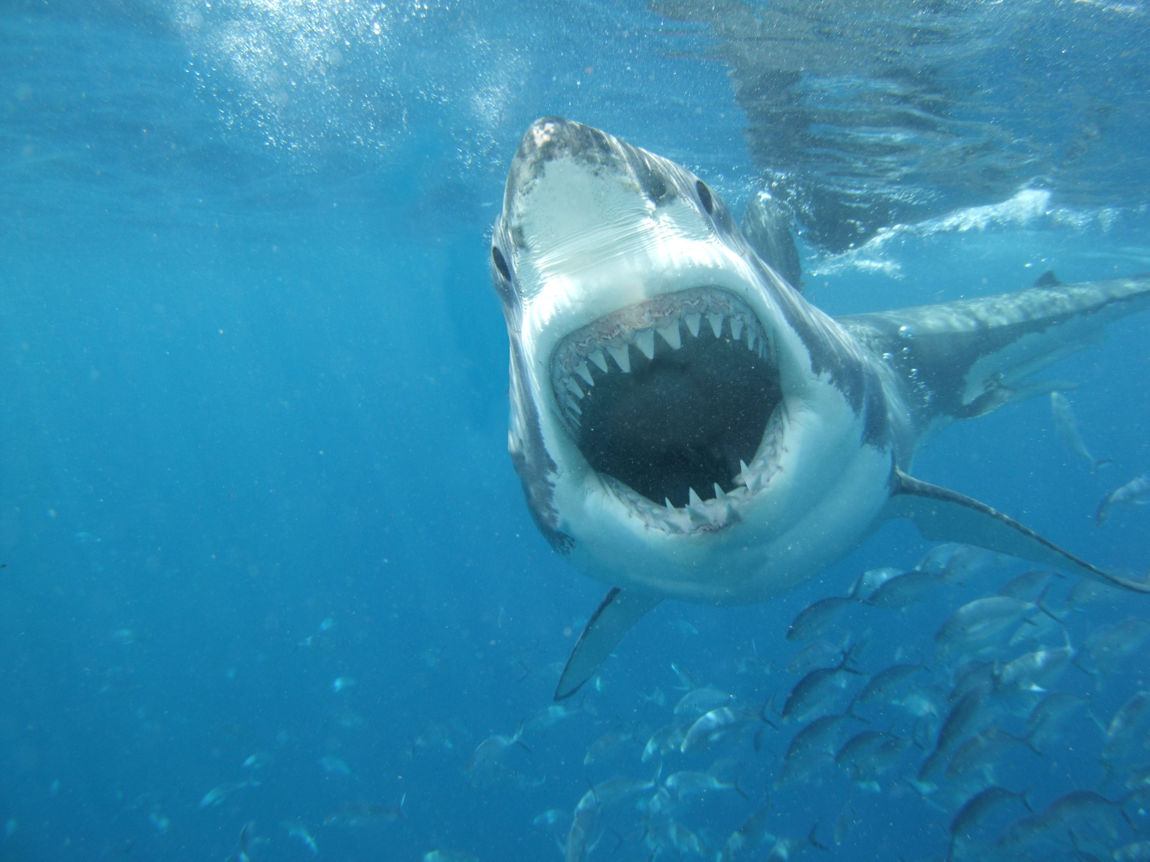 4K, sea, underwater, carnivore, large, animal wildlife, aggression, animal mouth, outdoors, animals in the wild, jaws, shark, mammal, animal, nature, blue, HD Wallpaper