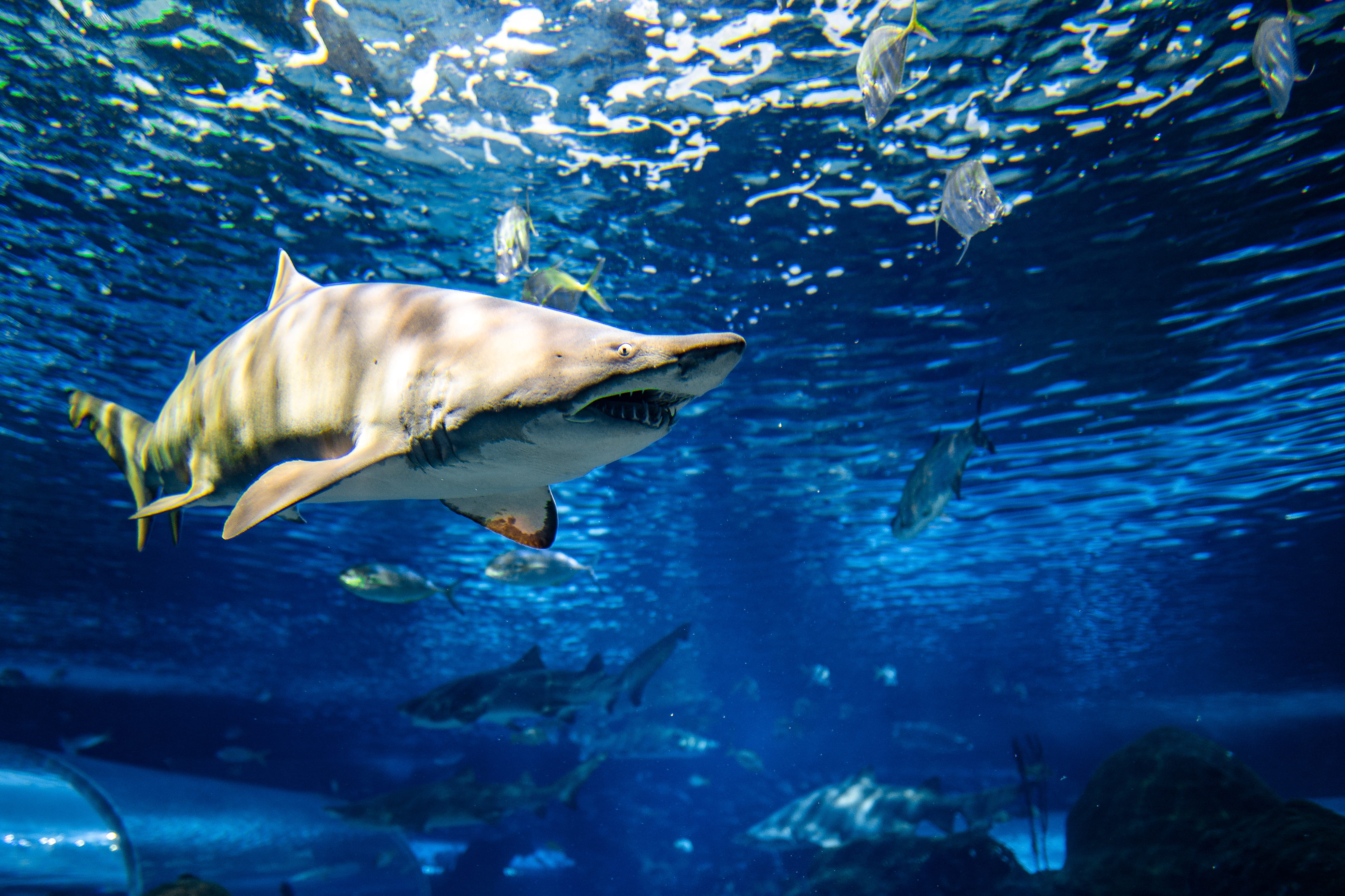 aquatic, undersea, animals in captivity, school of fish, animals in the wild, reef, water, no people, human, group of animals, people, tank, 4K, animal themes, HD Wallpaper