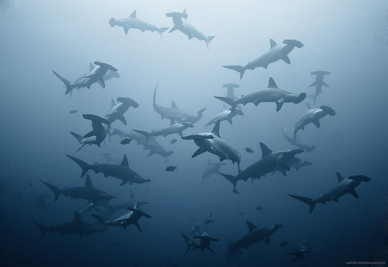 hammerhead shark, 720P, HD Wallpaper
