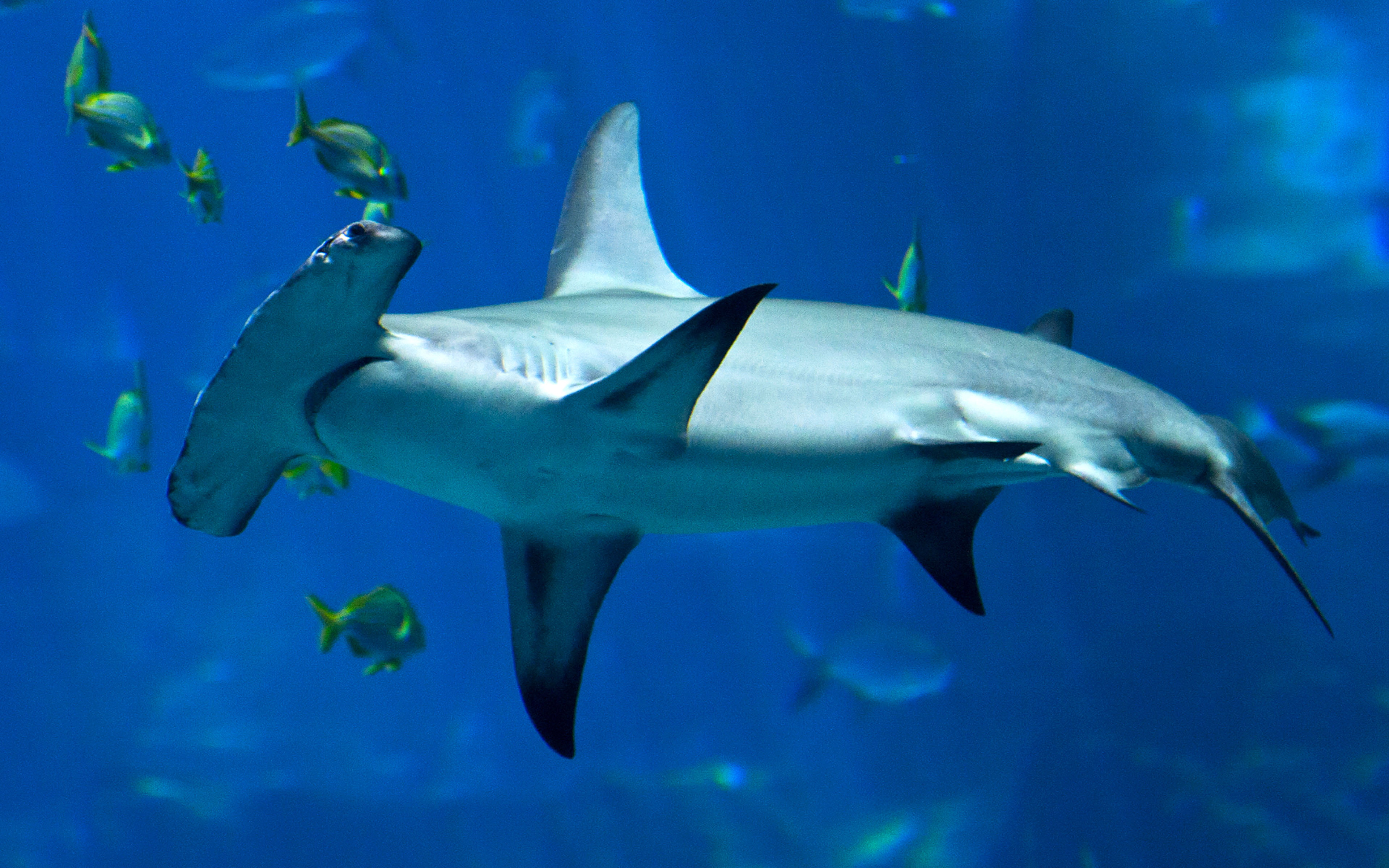 mobile, laptops, animal wildlife, hammerhead, hd, underwater, phones, animals in the wild, swimming, fish, nature, sea life, animal themes, blue, vertebrate, HD Wallpaper