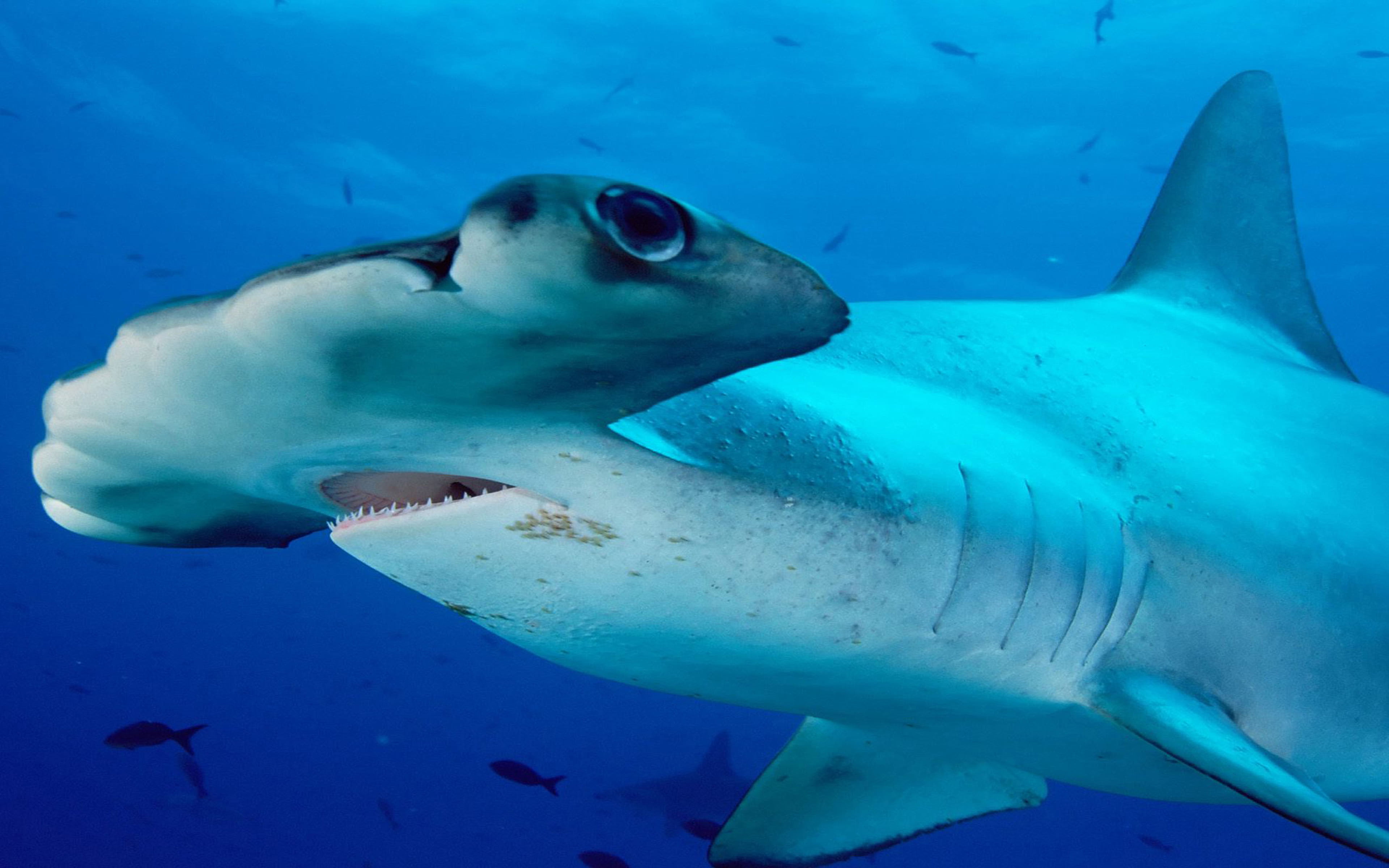 sharks, sphyrna, 4K, baked, animal, sea, hammerhead, sea life, undersea, marine, animal themes, lewini, animal wildlife, animals in the wild, shark, type, HD Wallpaper