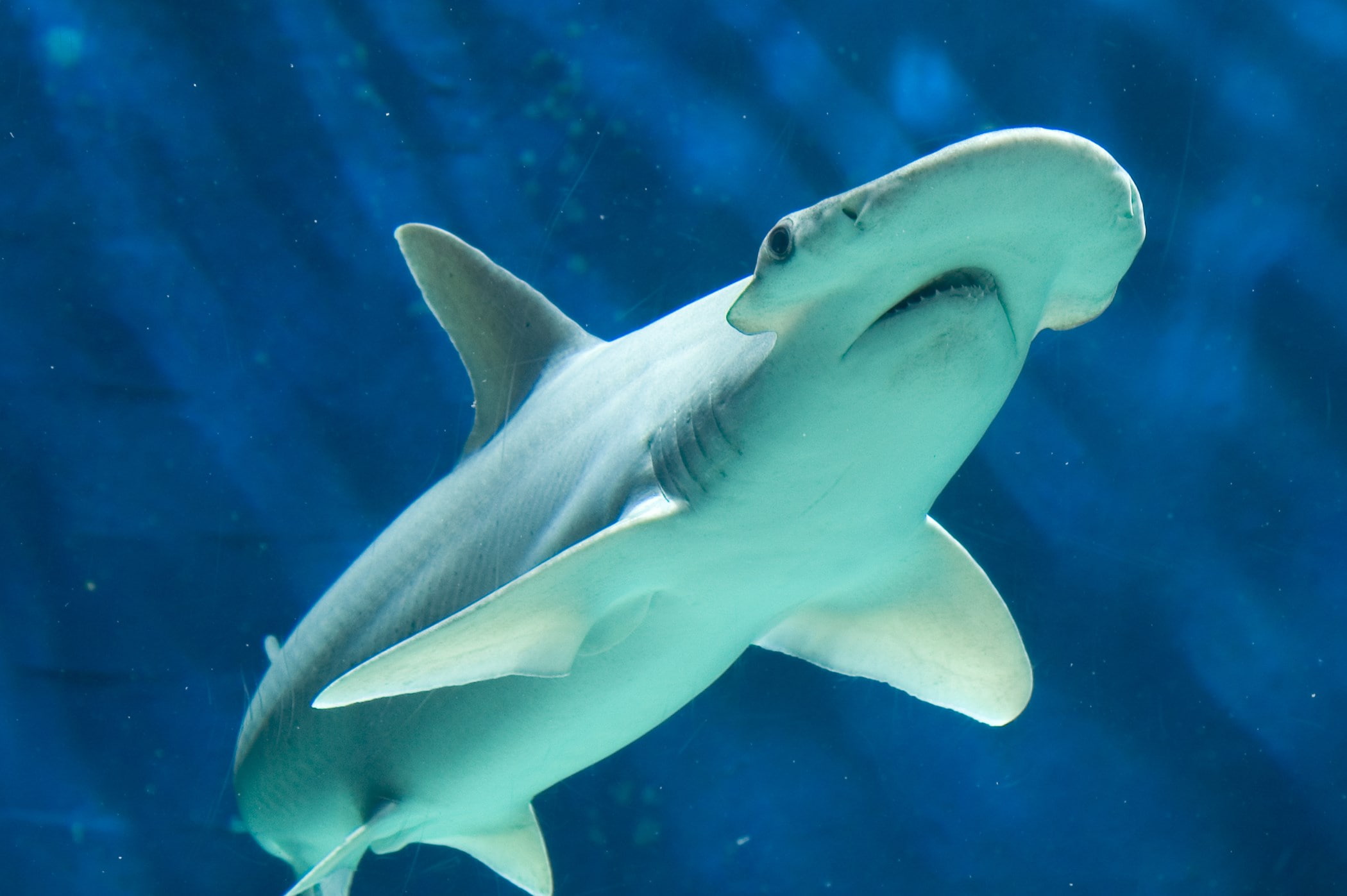 hammerhead shark, 1080P, HD Wallpaper