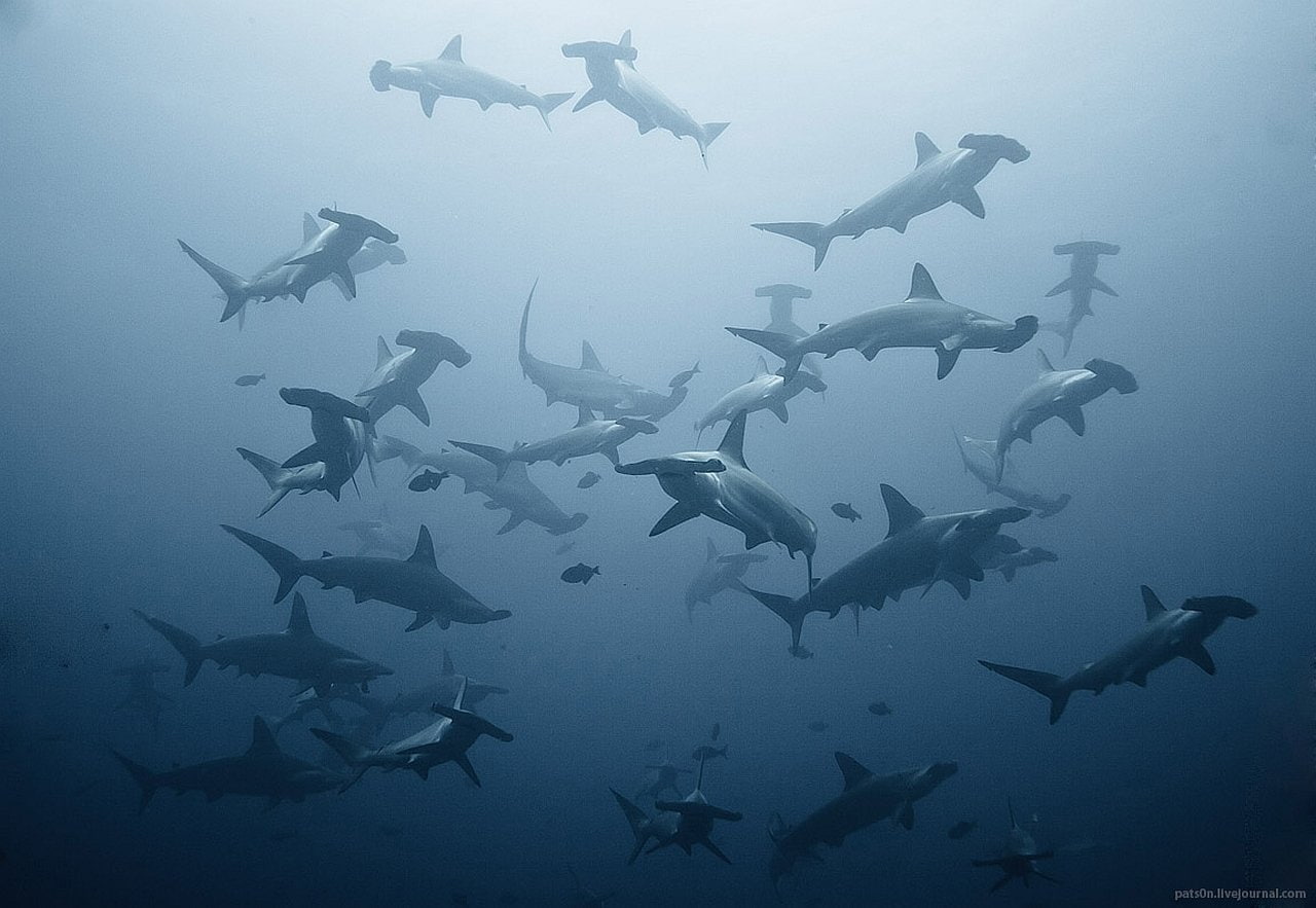 720P, Sharks, Hammerhead Shark, HD Wallpaper