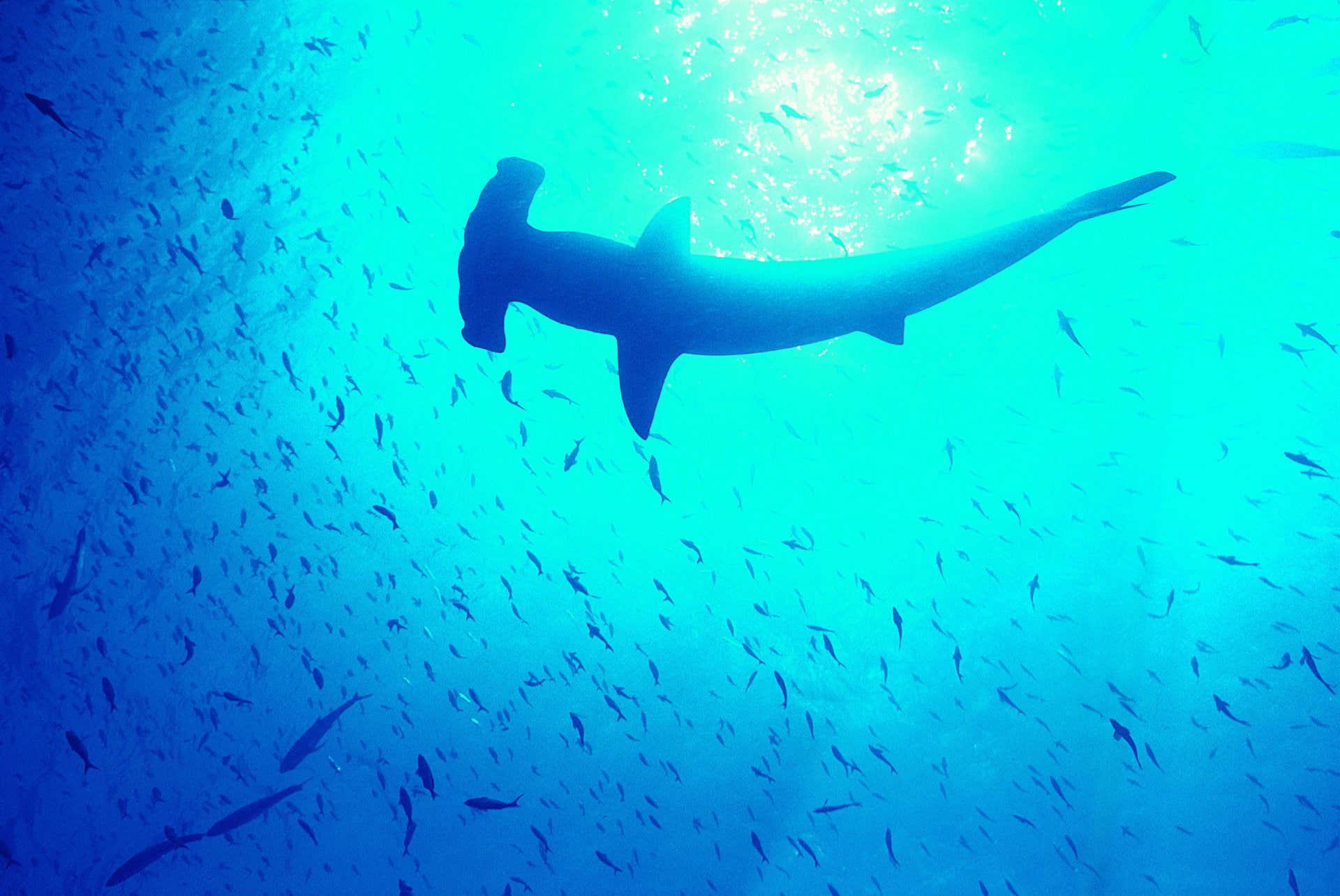 1080P, Hammerhead Shark, Sharks, HD Wallpaper