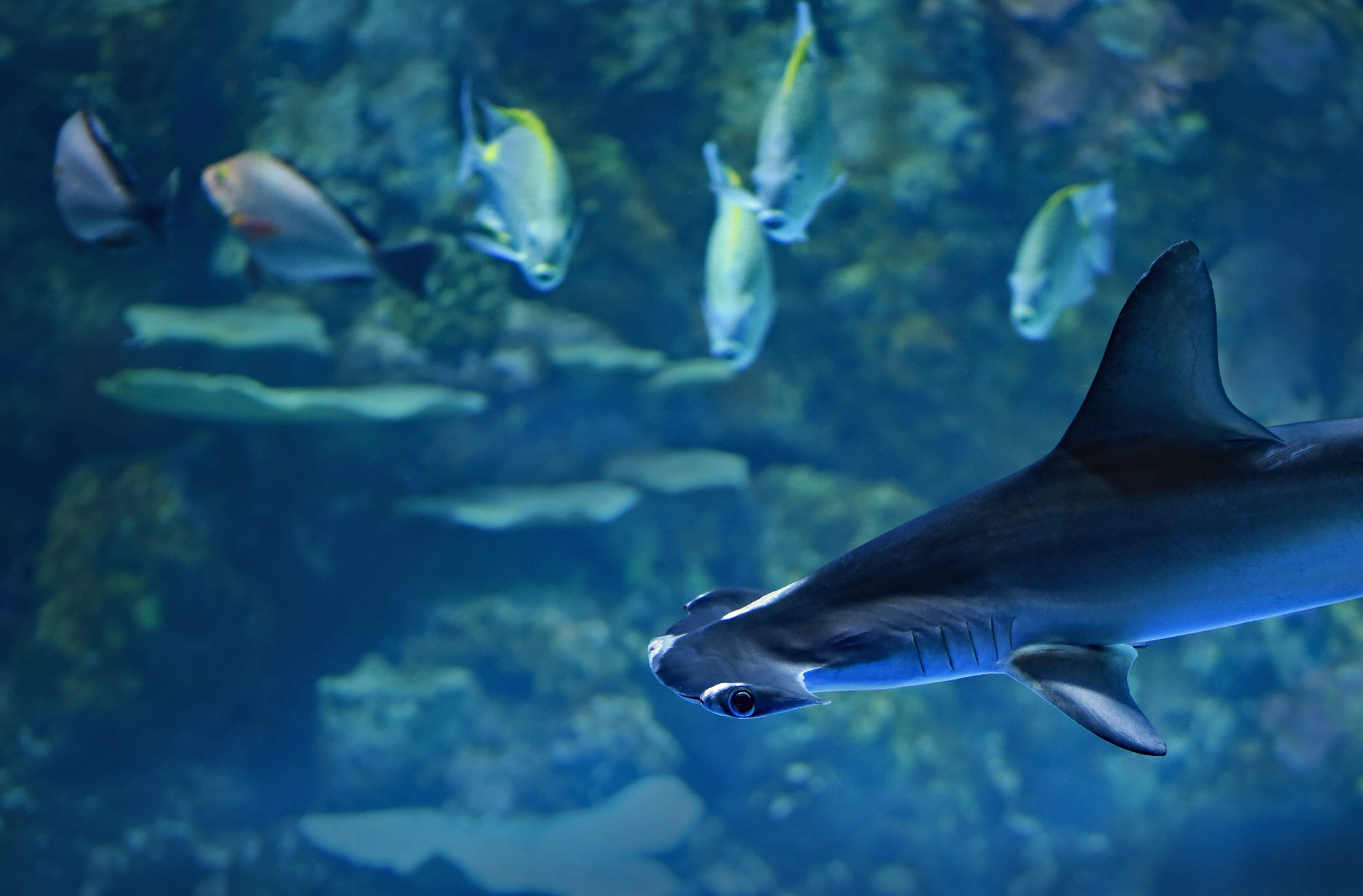 undersea, group of animals, ocean, sea, tank, animals in captivity, no people, sea life, water, 4K, animal themes, animal, shark, hammerhead, vertebrate, HD Wallpaper